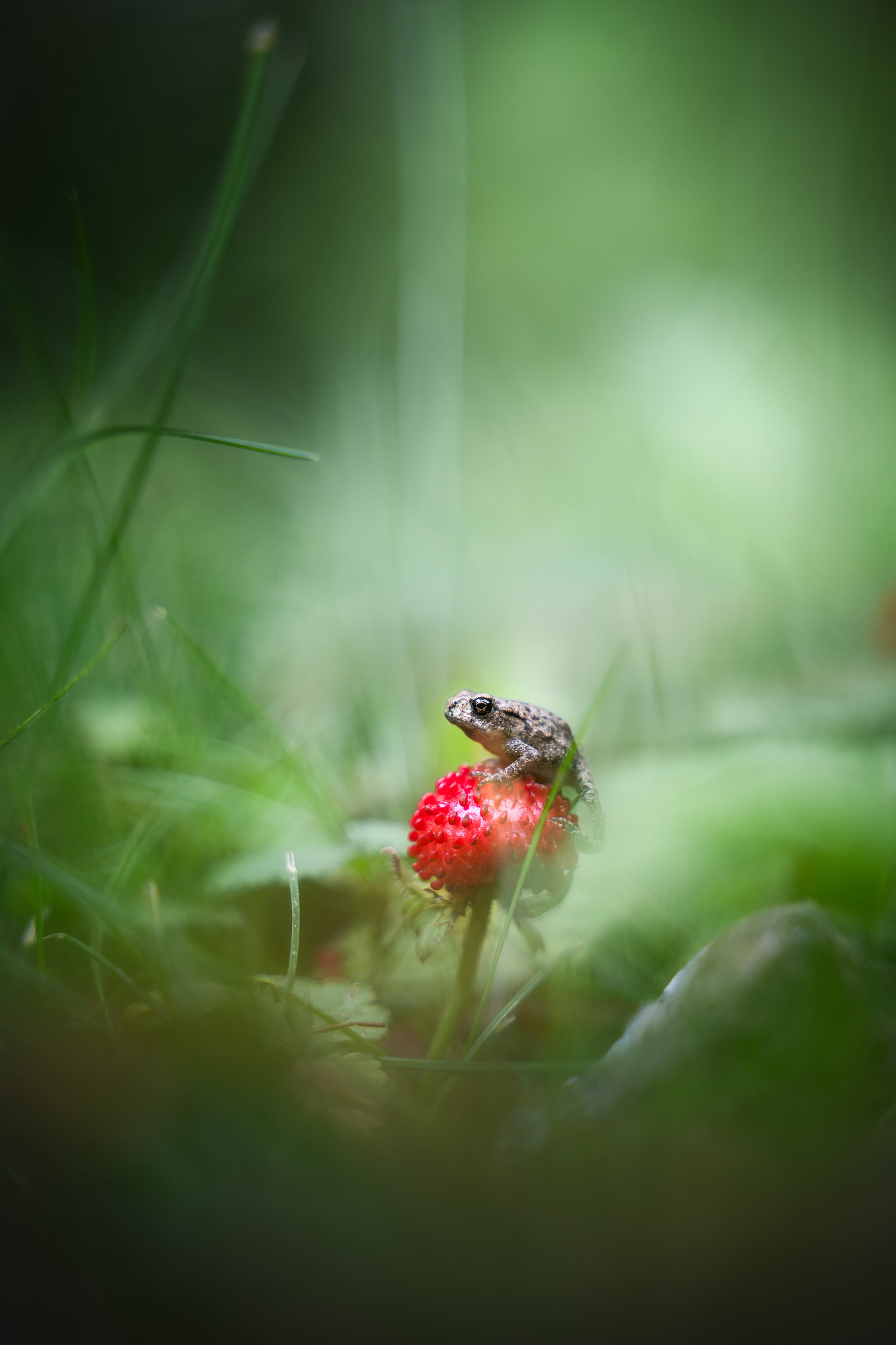 Ropucha obecná, ČR 25