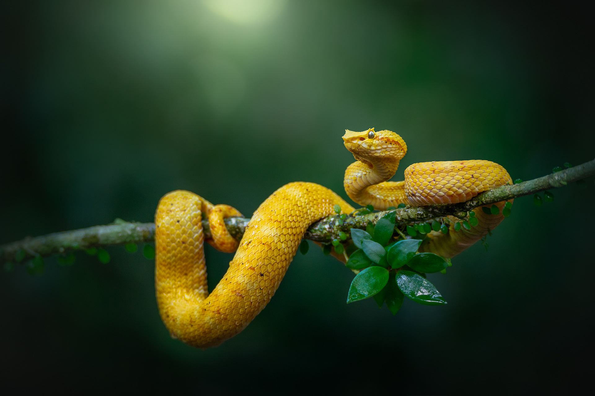 Křovinář, Kostarika