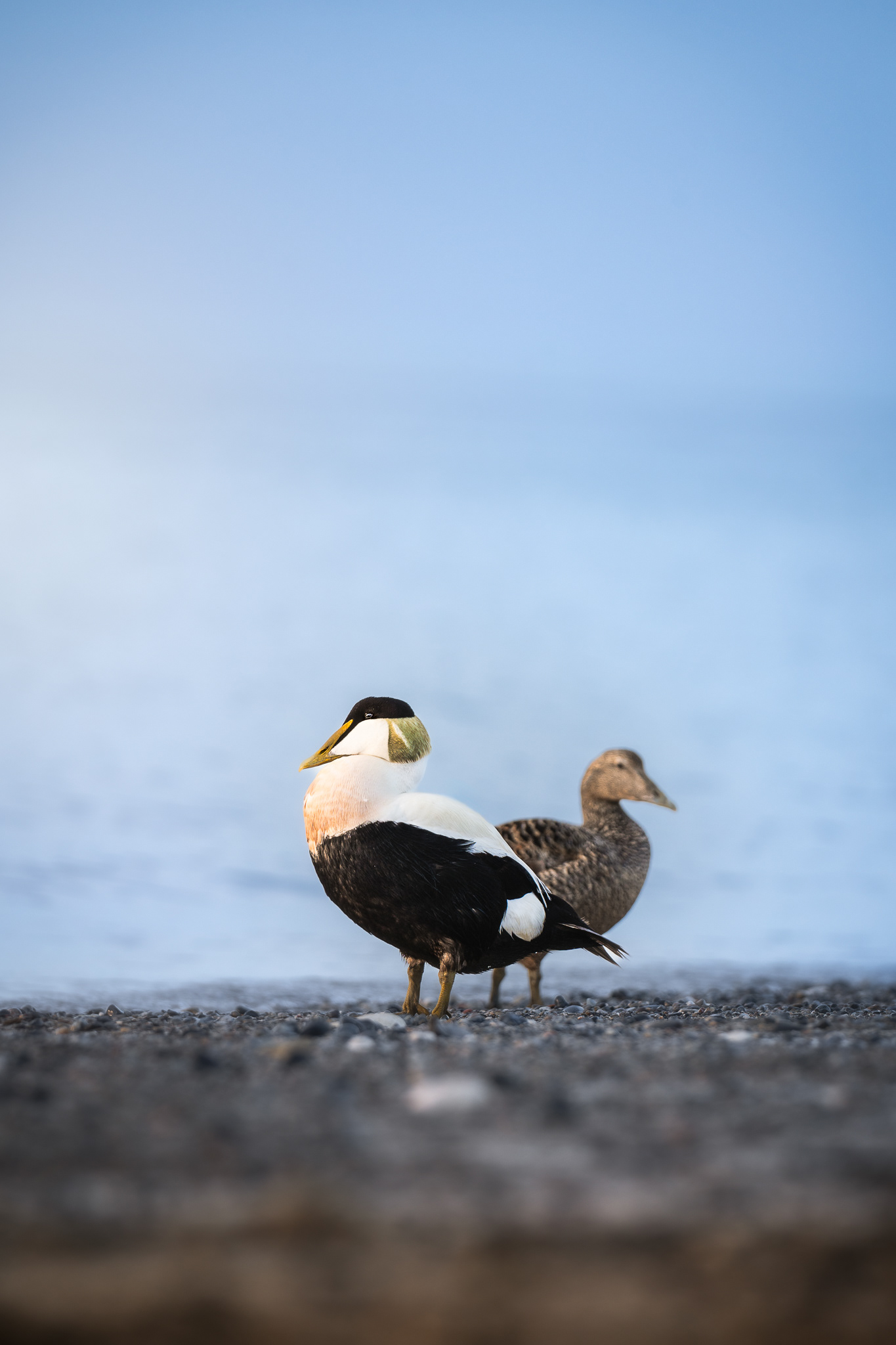 samice a samec Kajky mořské, Hlegoland
