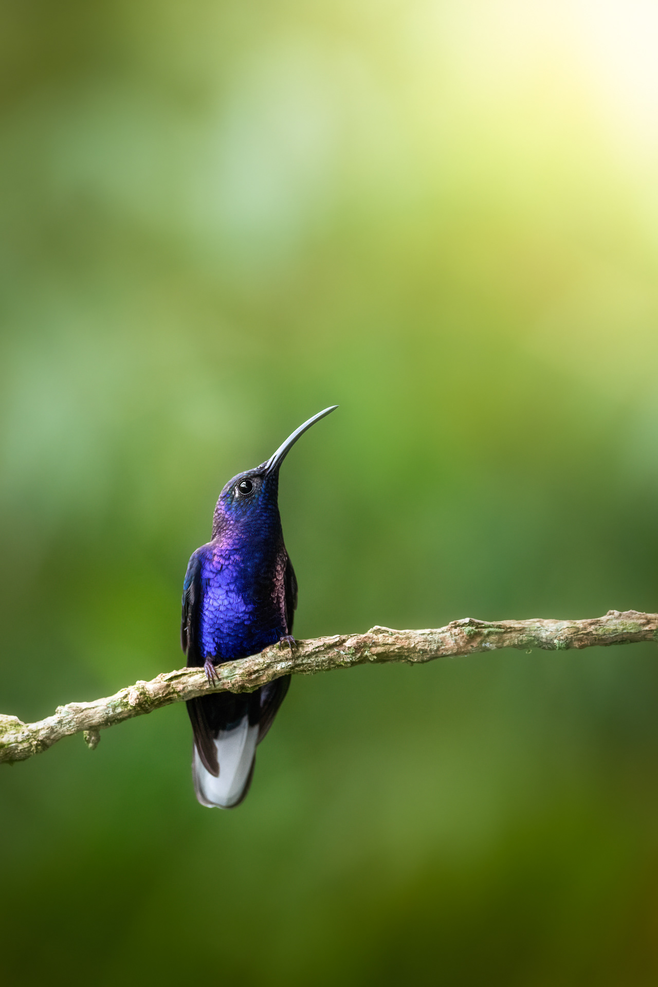 Kolibřík fialkový  (Campylopterus hemileucurus), Kostarika