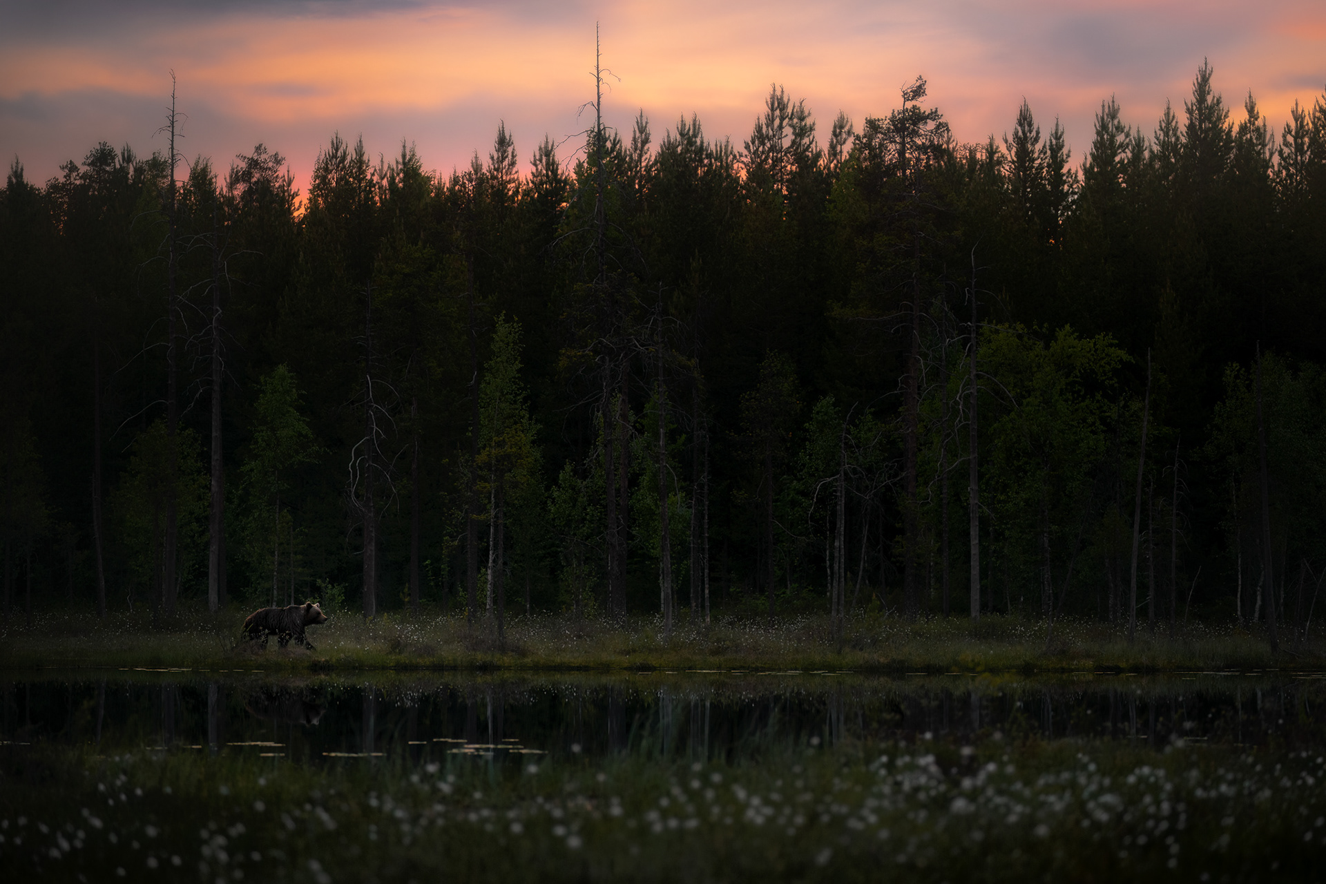 Medvěd hnědý, Finsko 25