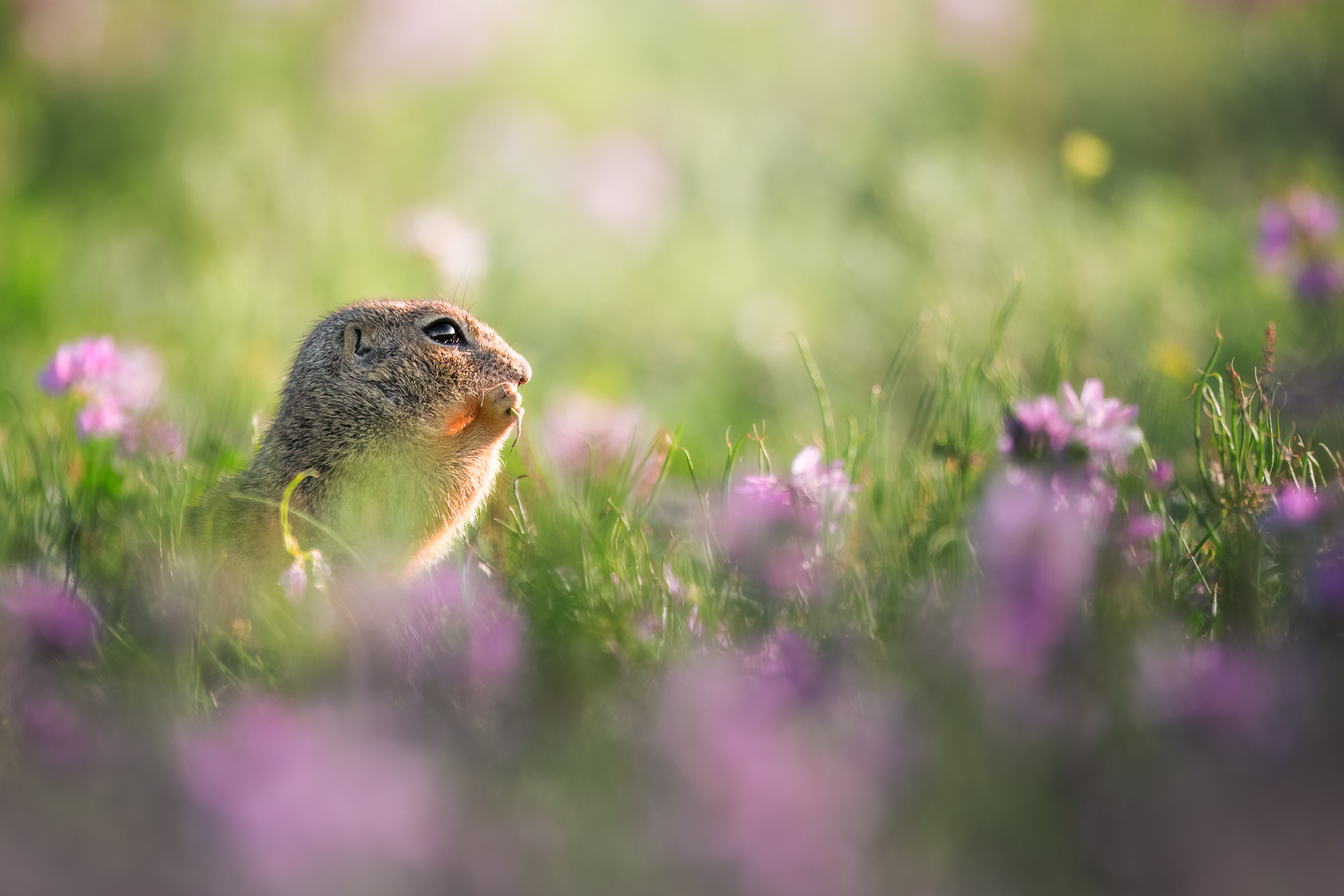 Sysel obecný (Spermophilus citellus),  ČR