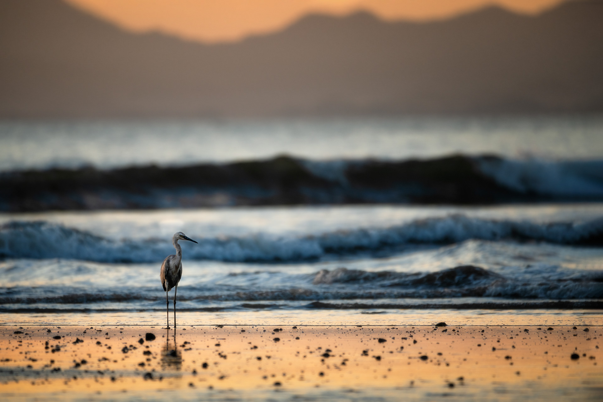 Volavka při západu slunce, Kostarika