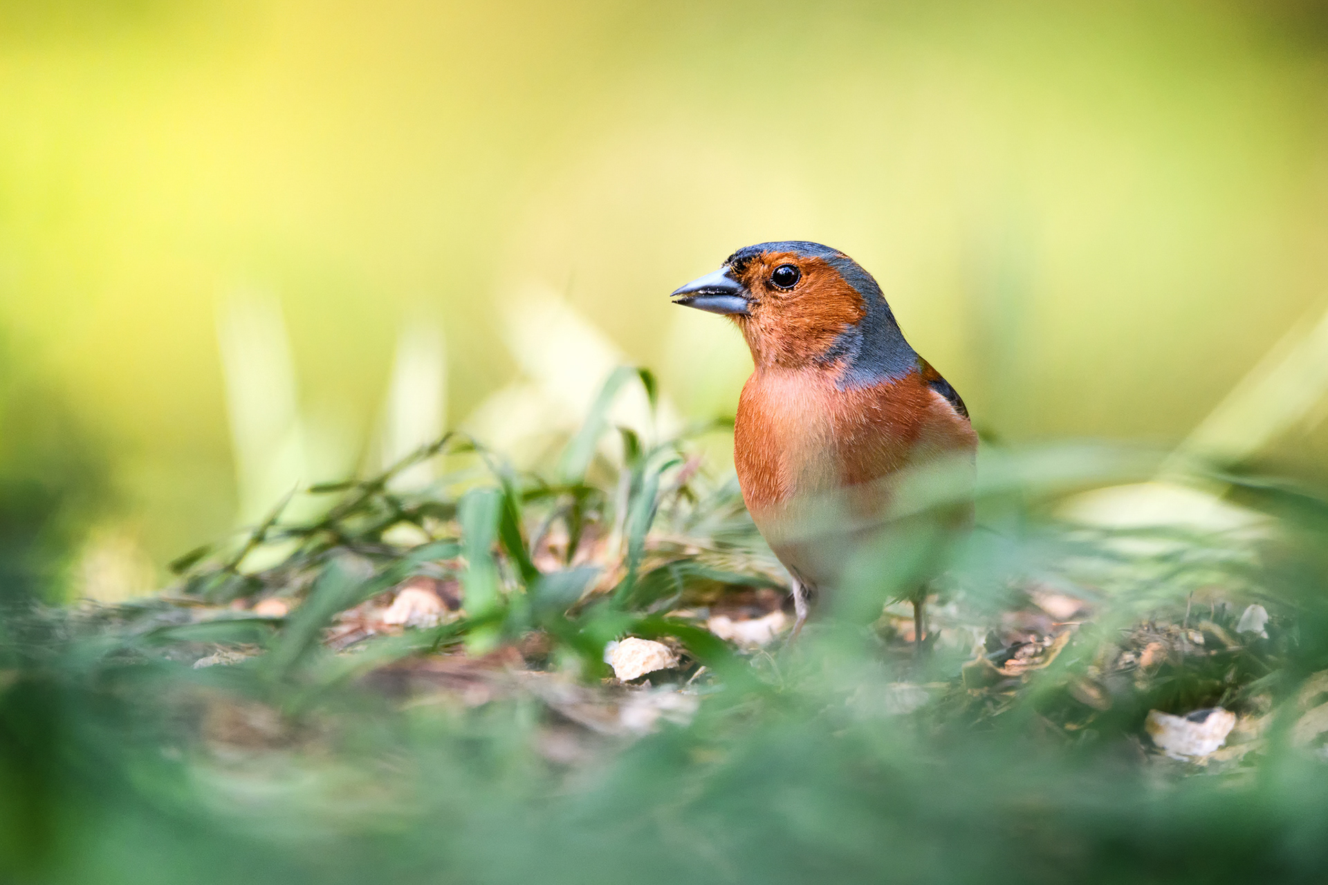 Pěnkava obecná (Fringilla coelebs), ČR