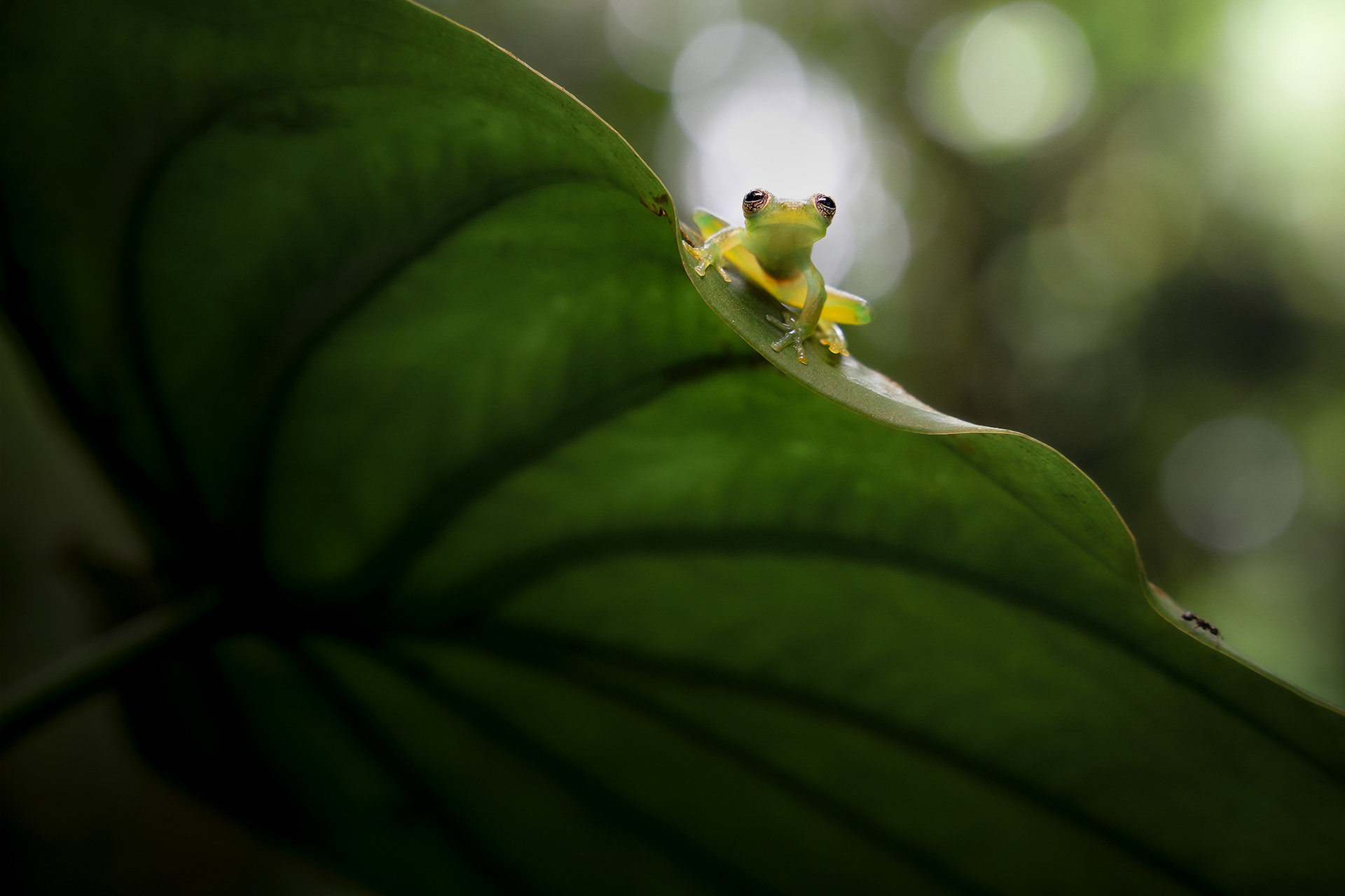 Rosněnka trnitá (Teratohyla spinosa), Kostarika