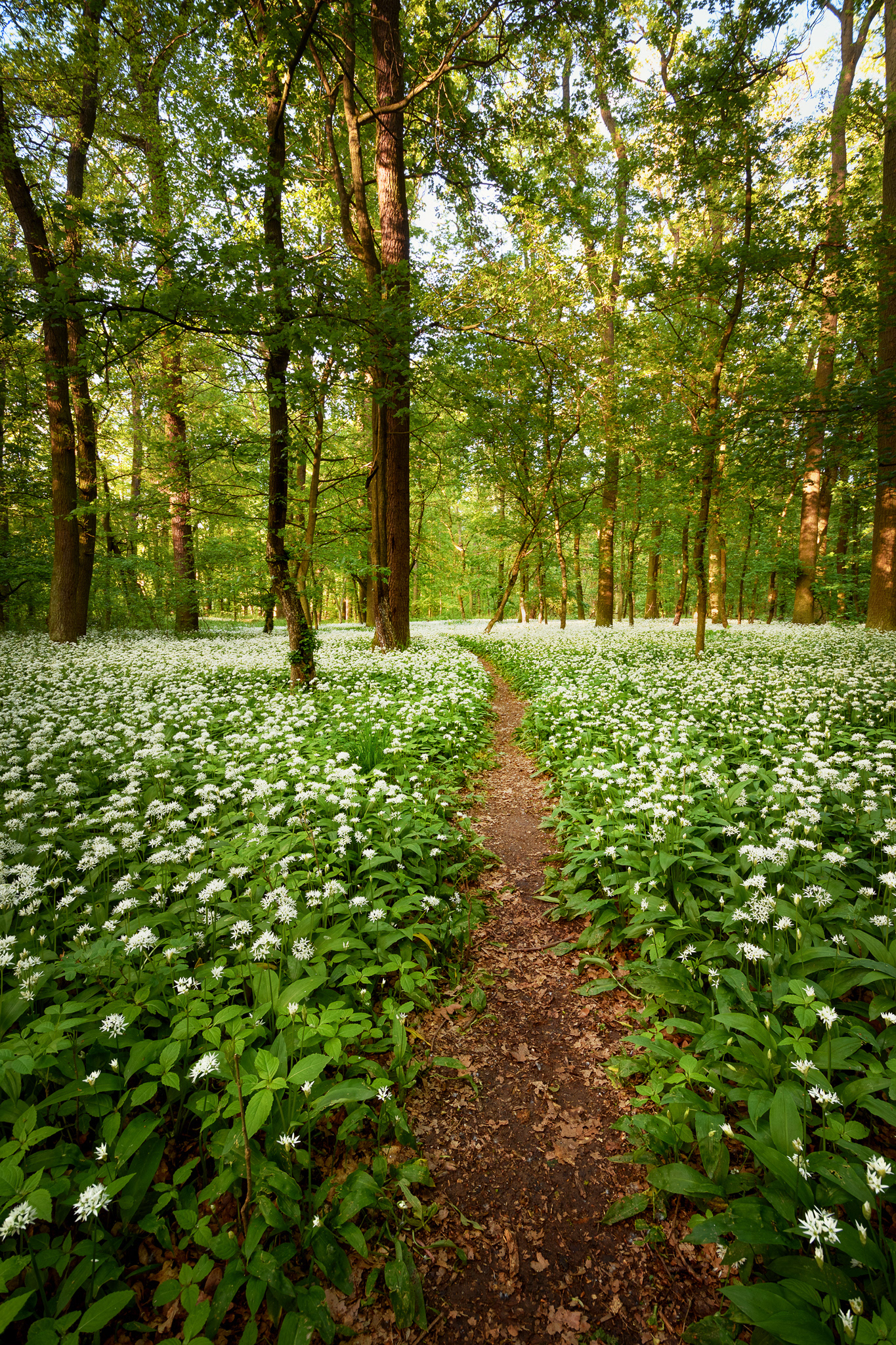 Medvědí česnek, Polabí ČR