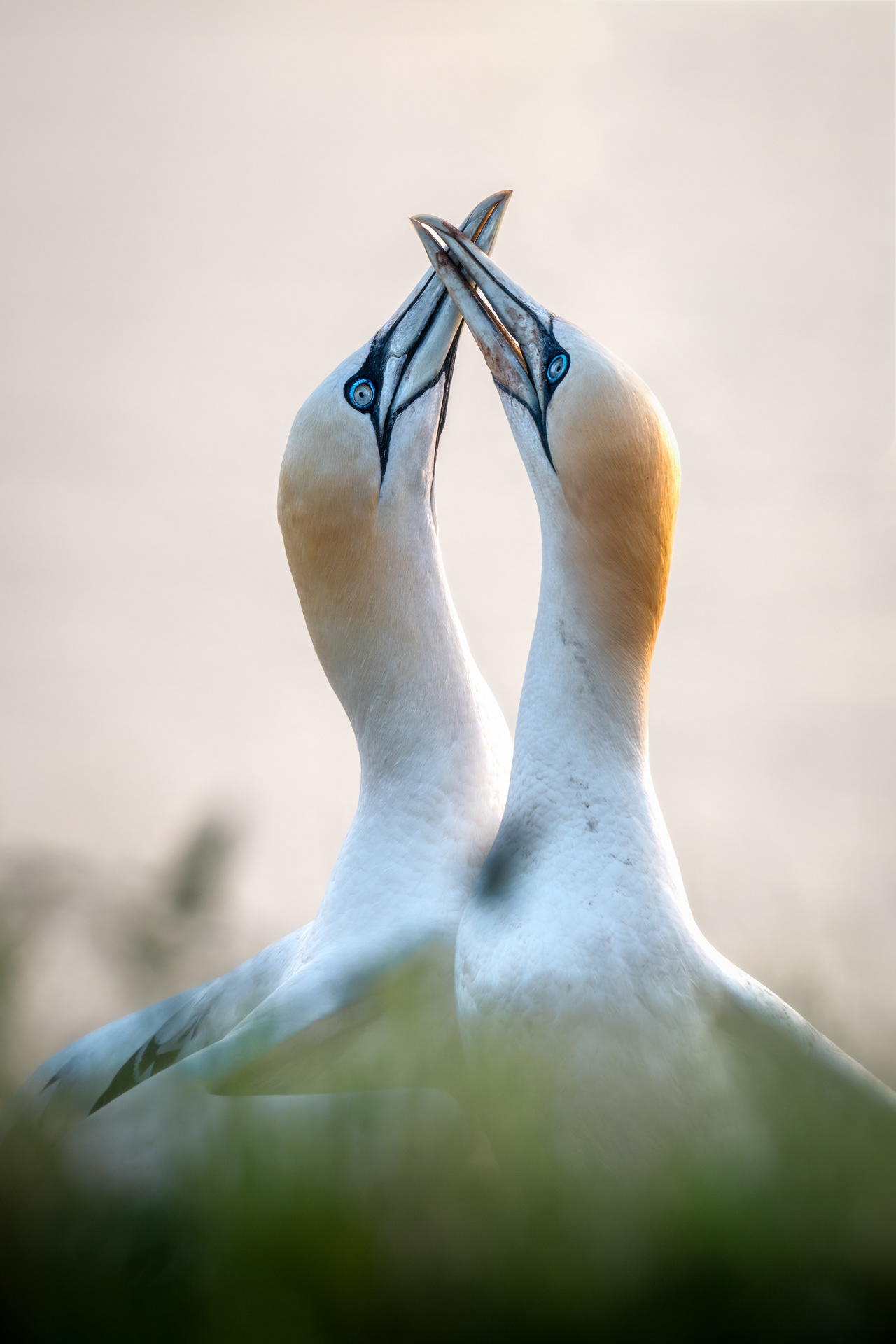 Terej bílý, Helgoland