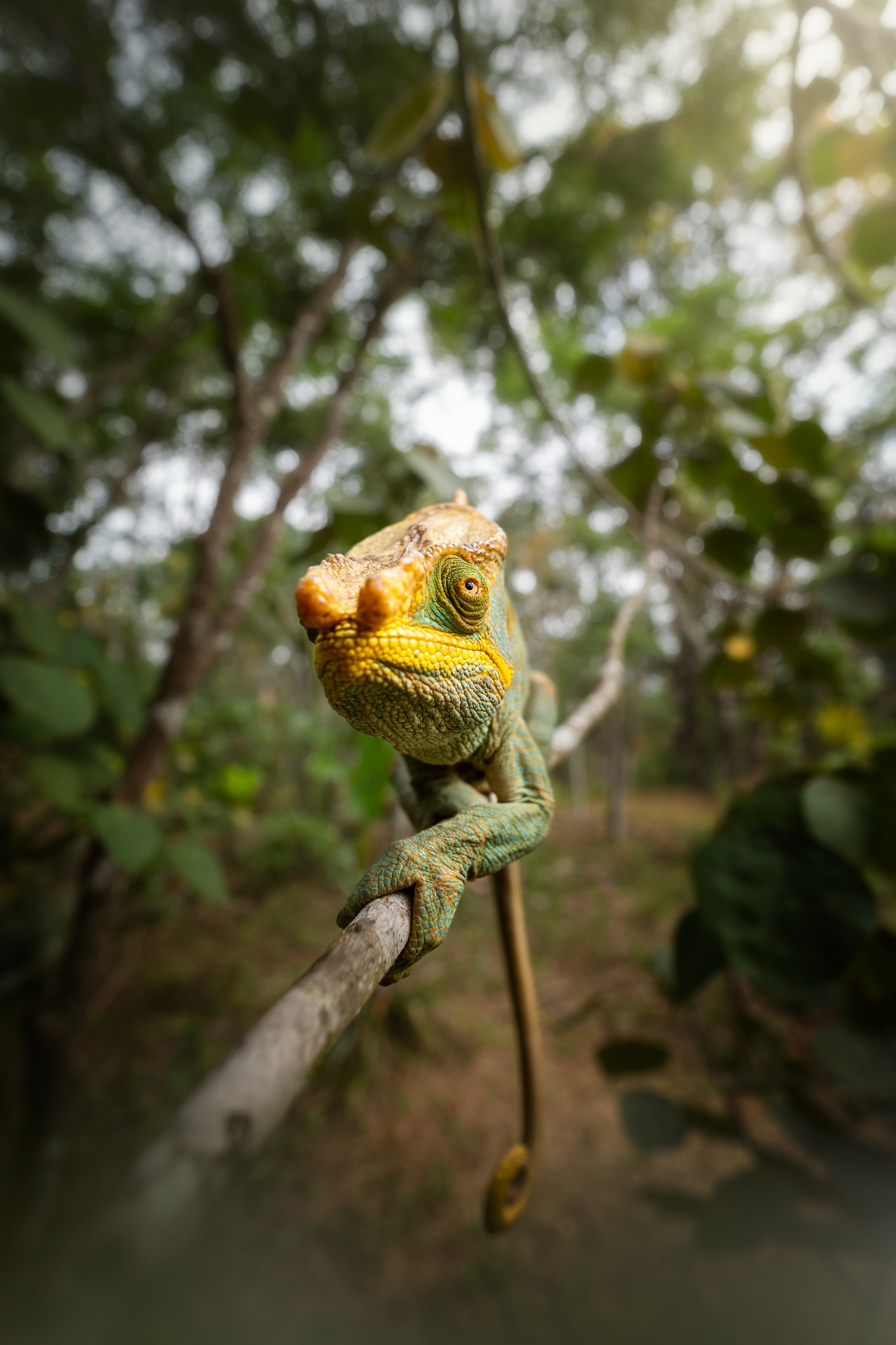 Chameleon Parsonův, Madagaskar