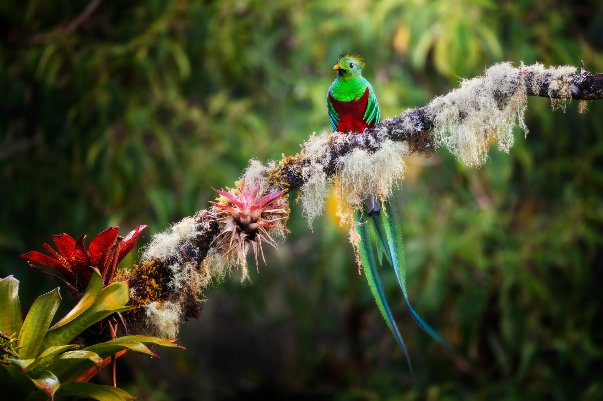 Sysel obecný (Spermophilus citellus),  ČR