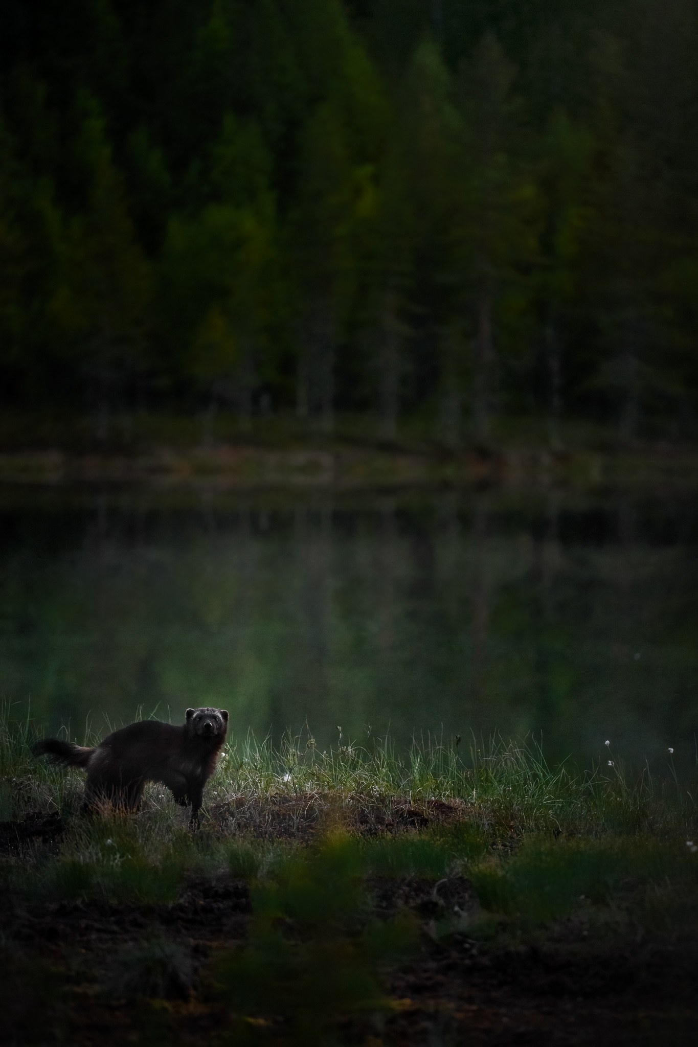 Rosomák sibiřský, Finsko 25