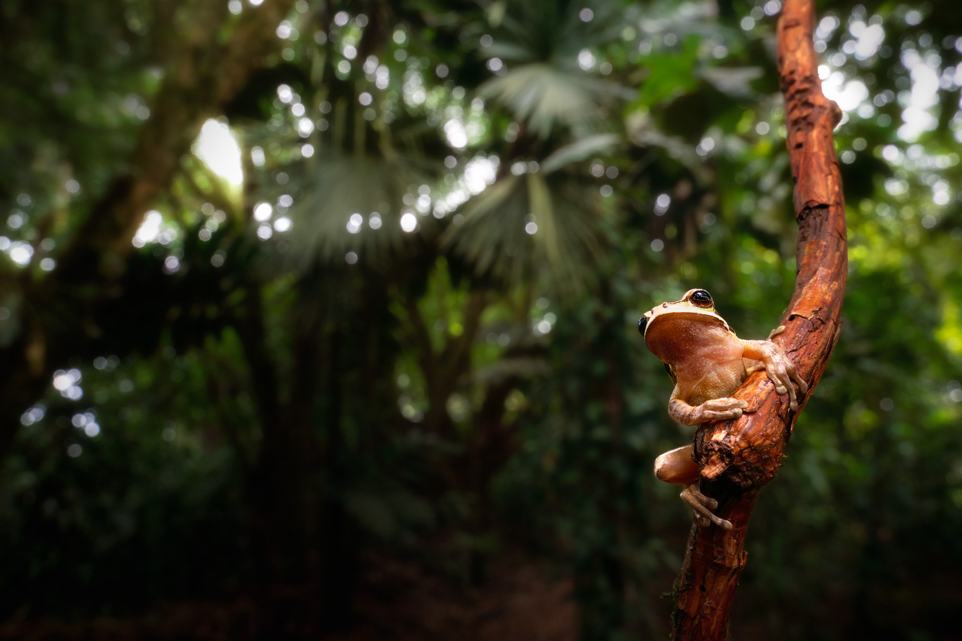 Smiliska banánová (Smilisca phaeota), Kostarika