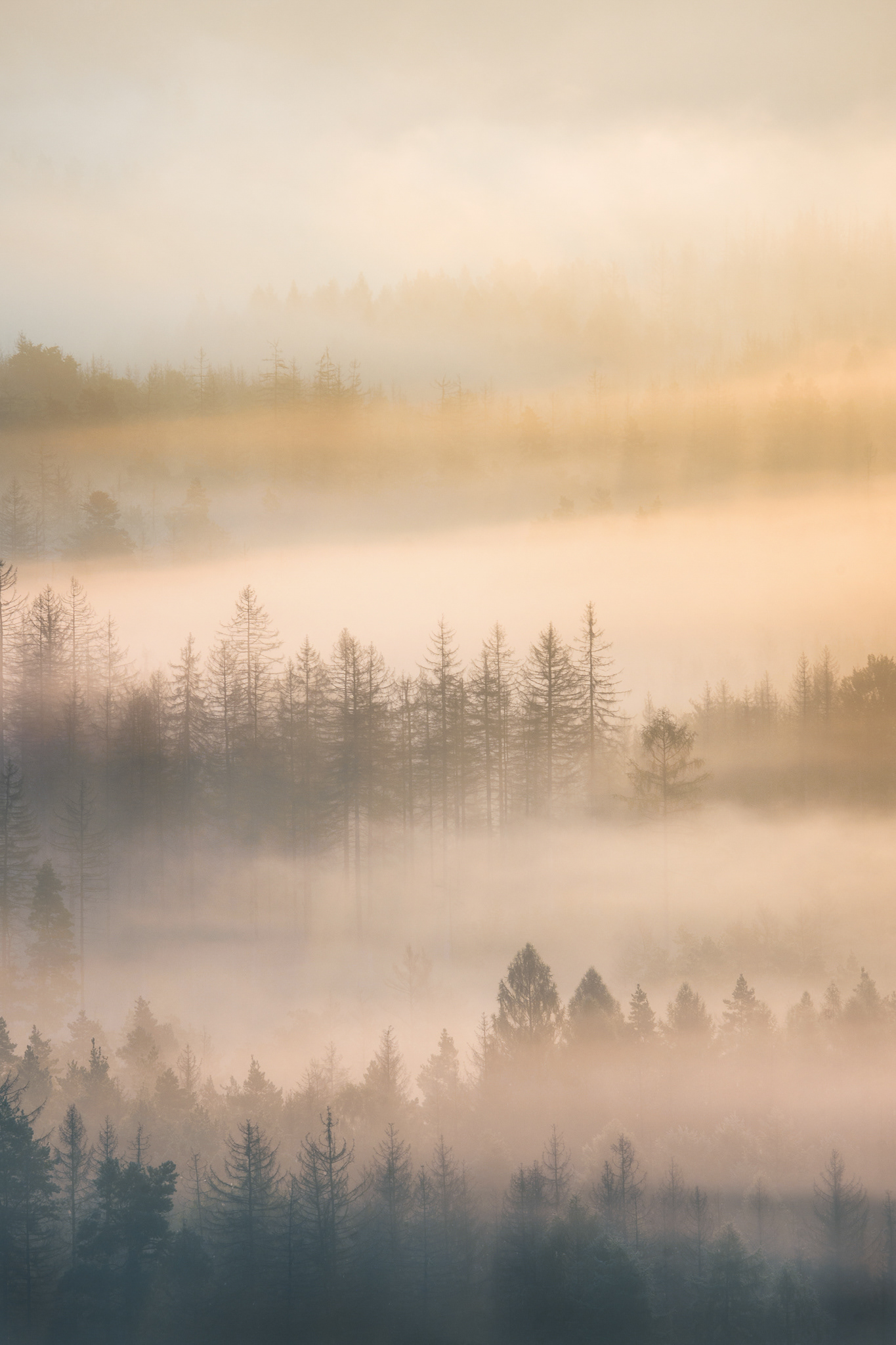 Stromy, České Švýcarsko