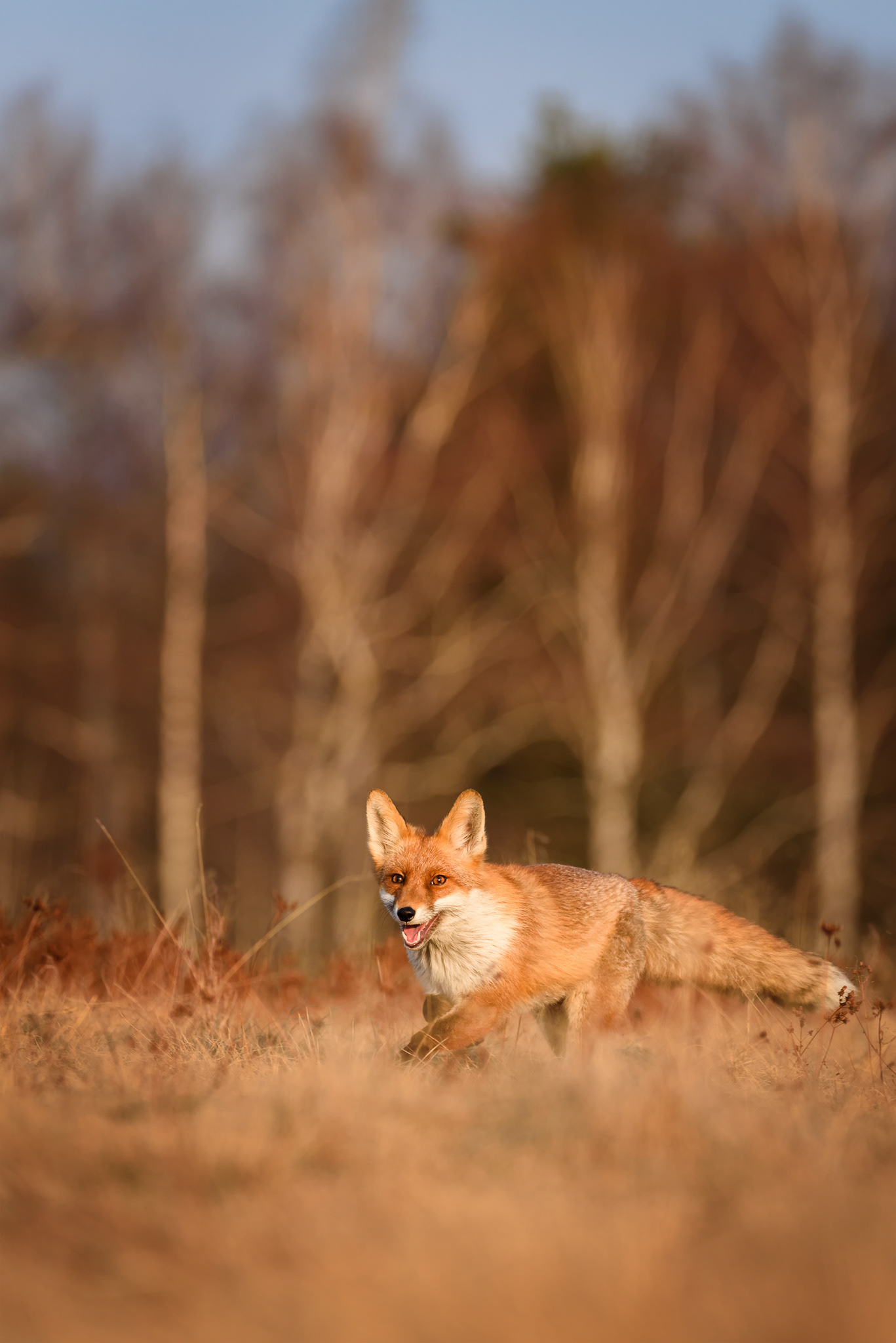 lišák Matěj (Vulpes vulpes), zvíře v lidské péči, ČR