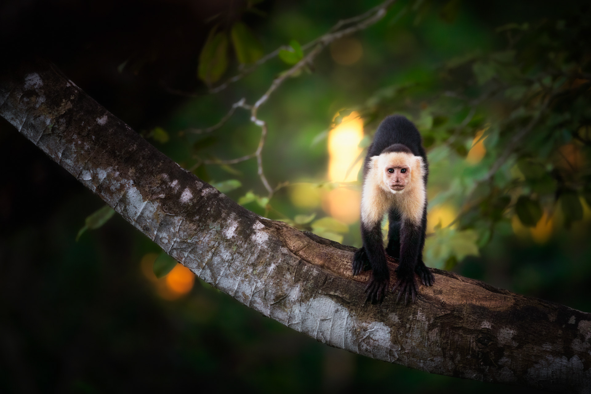 Malpa kapucínská (Cebus capucinus), Kostarika