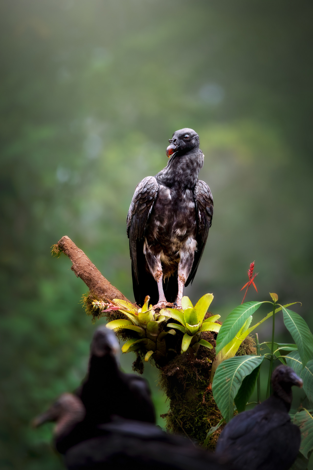 mladý Kondor královský, Kostarika