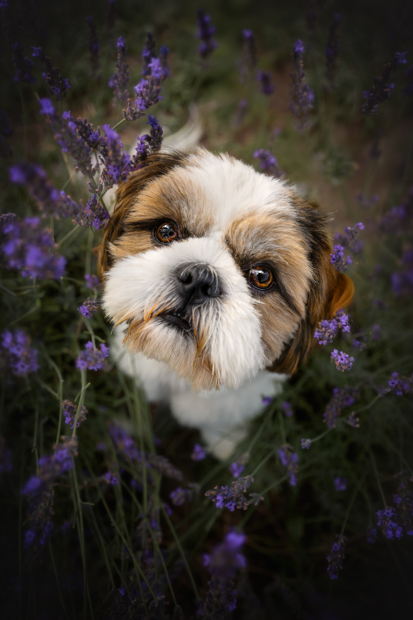 Monty