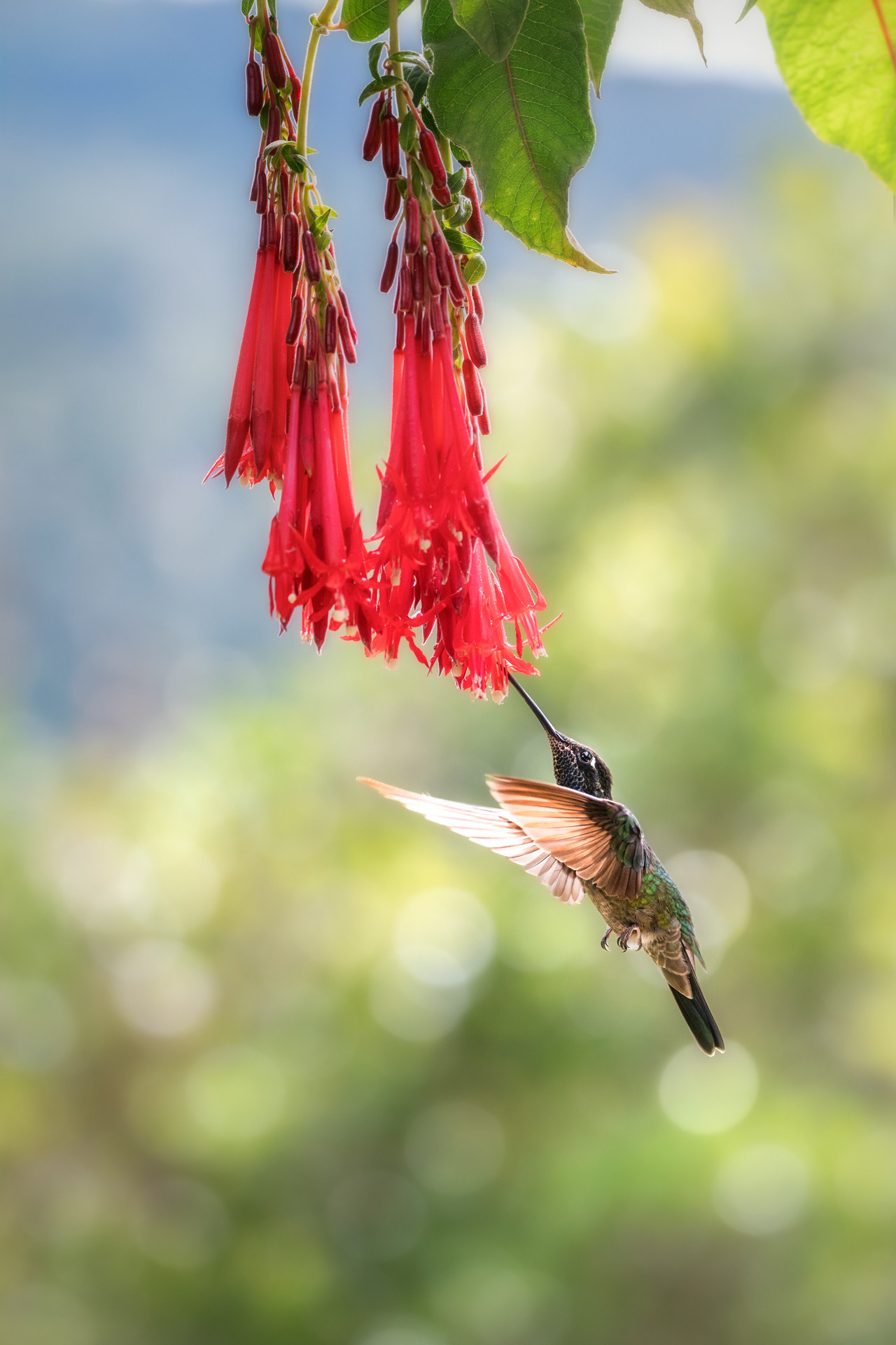 Kolibřík skvostný (Eugenes spectabilis), Kostarika
