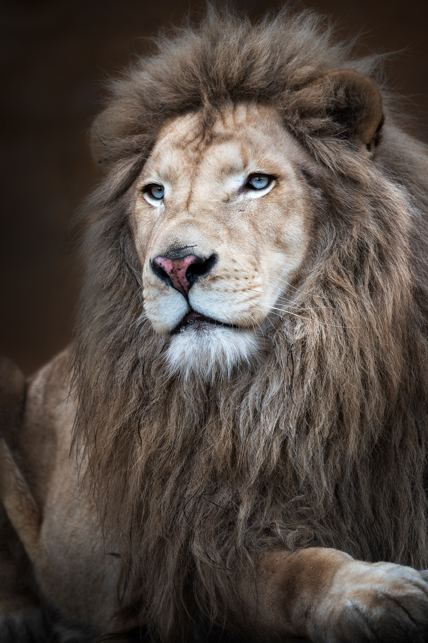 Lev berberský(Panthera leo leo), ZOO Chleby