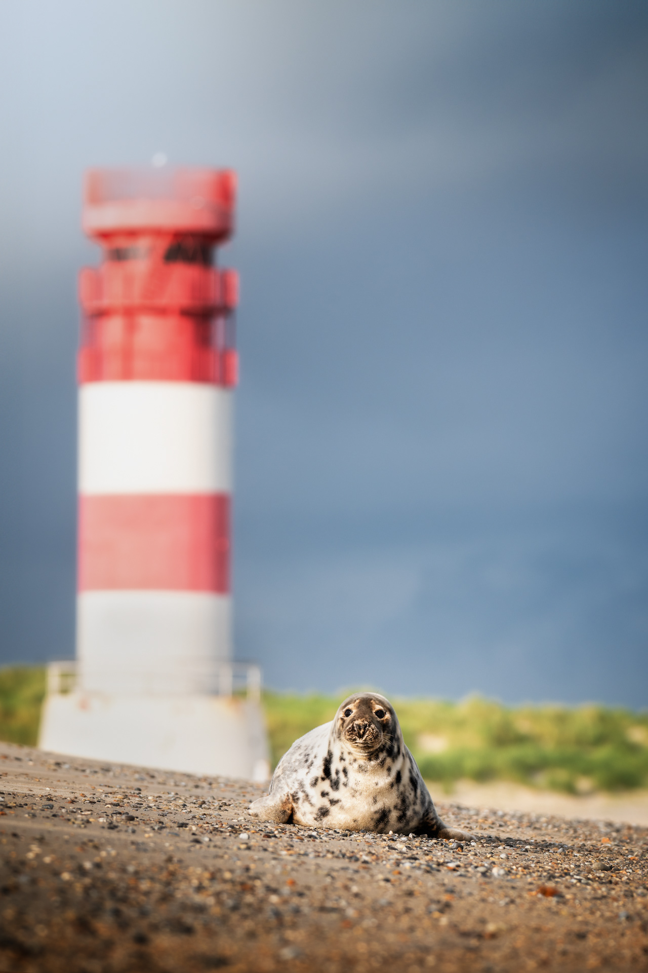 Tuleň kuželozubý, Helgoland