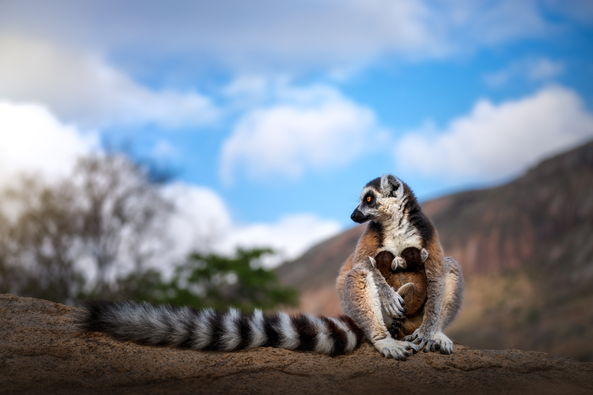 Lemur Kata, Madagaskar 