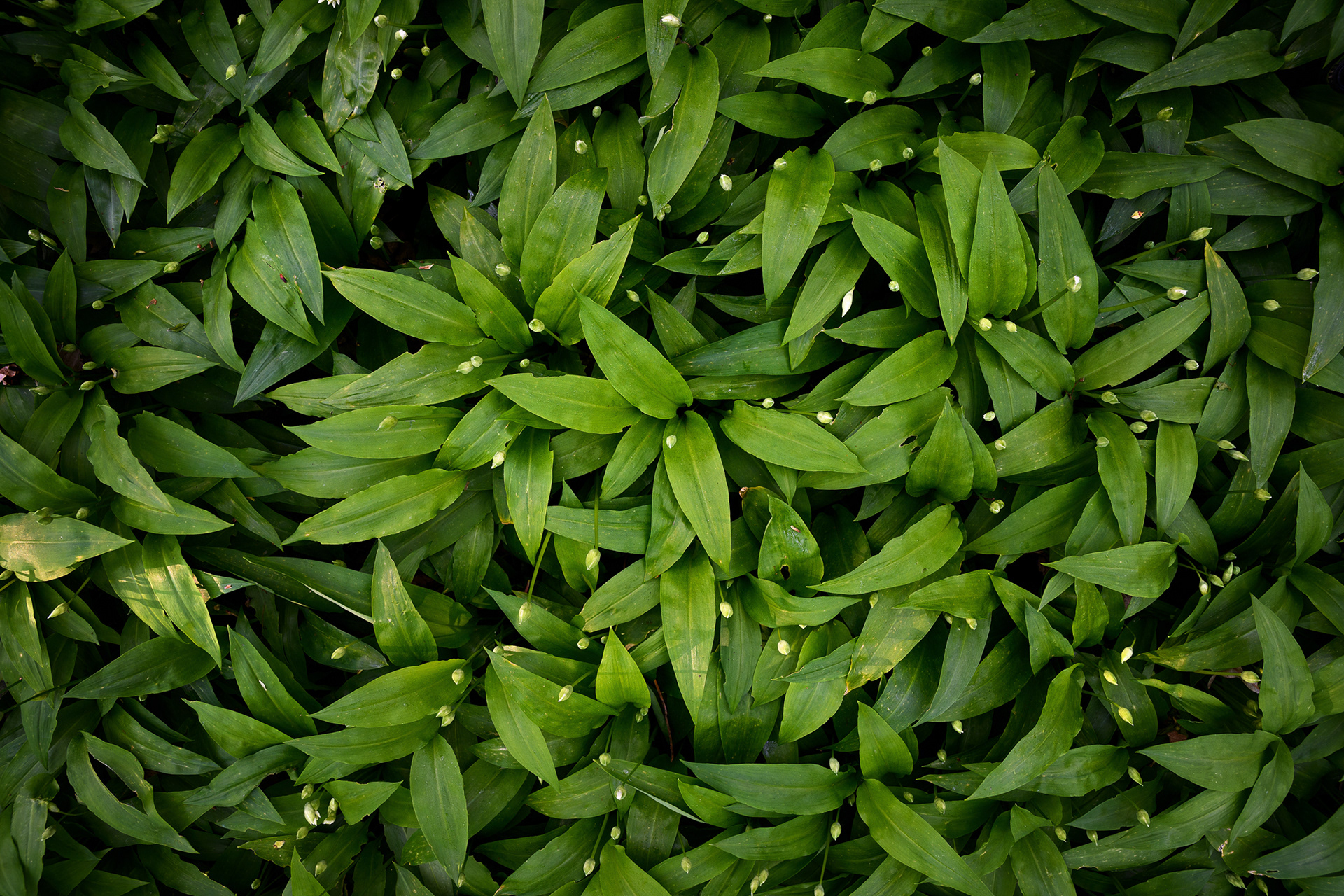 Medvědí česnek, Polabí ČR