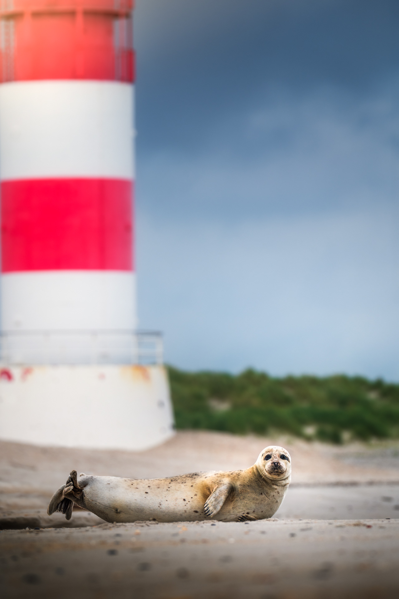 Tuleň obecný, Helgoland