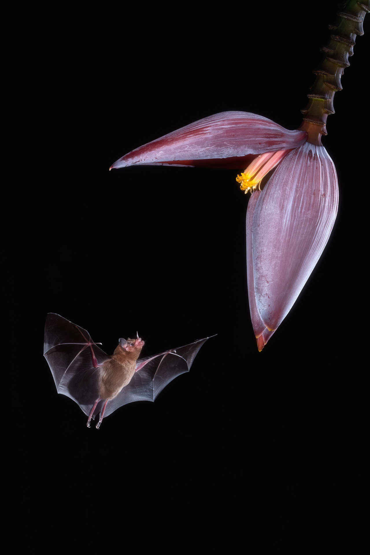 listonos citrusový (Lonchophylla robusta), Kostarika