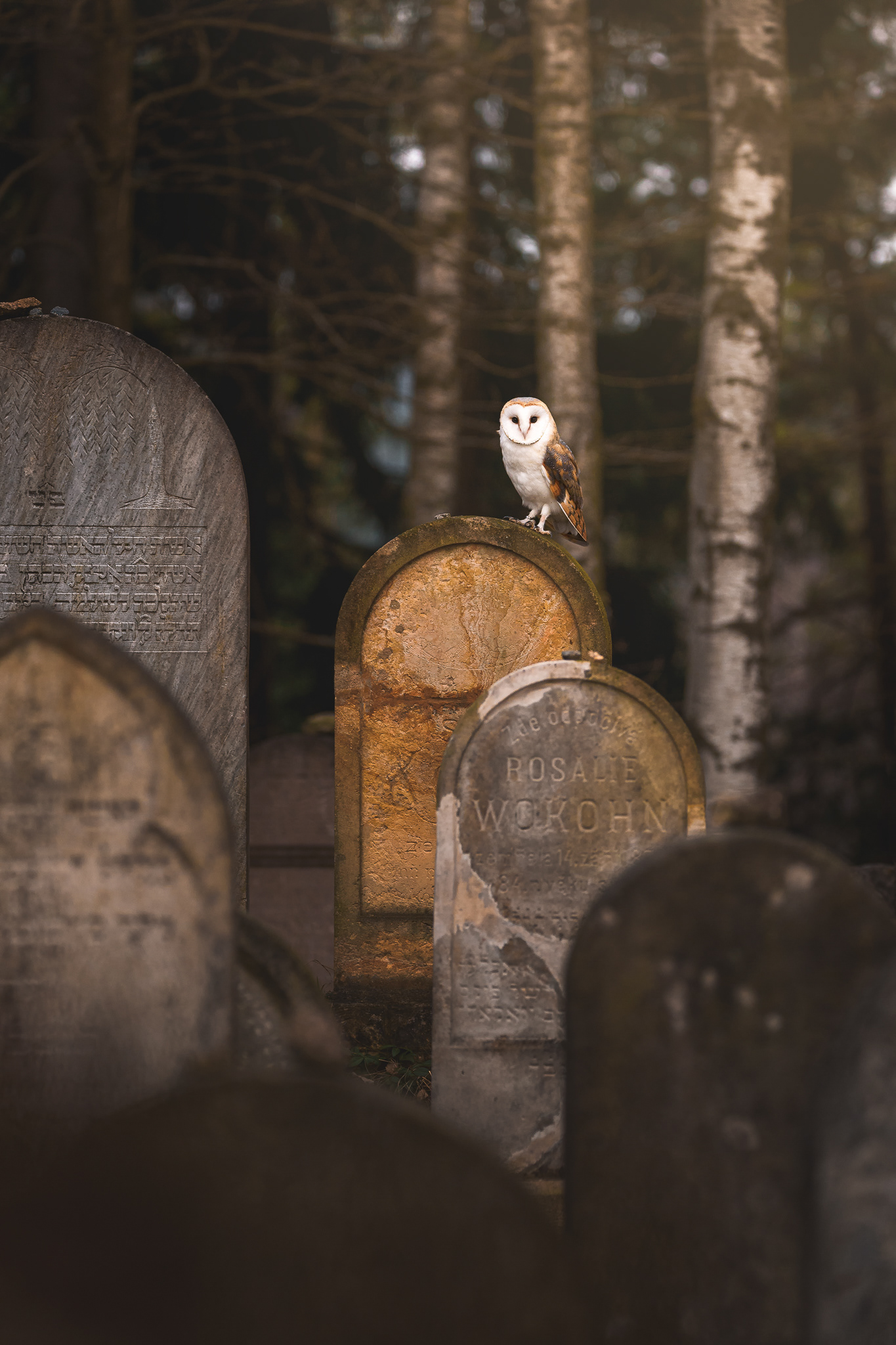 Sova pálená (Tyto alba), zvíře v lidské péči, ČR