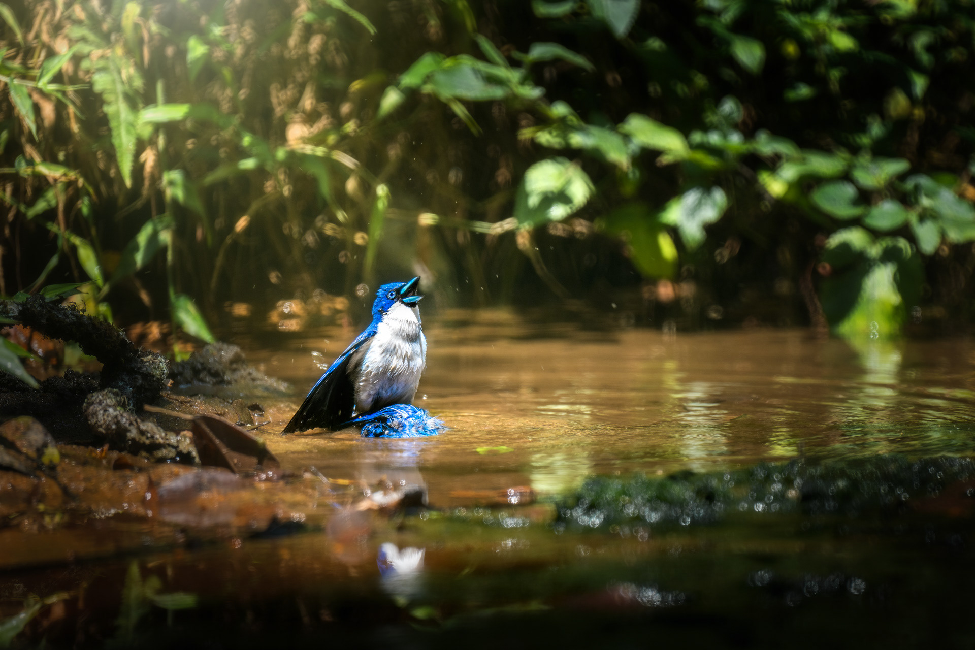 Vanga modrá se svým utopeným sokem, Madagaskar