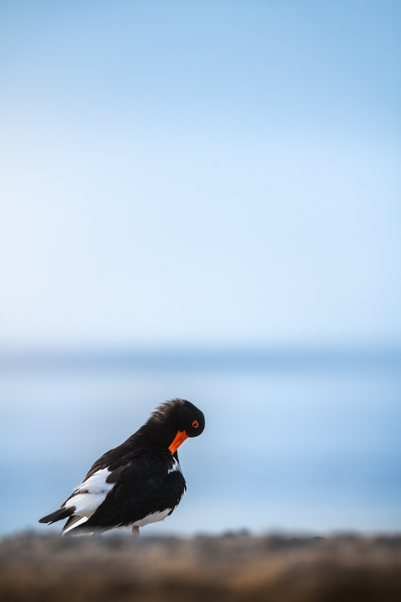 Ústřičník velký, Helgoland