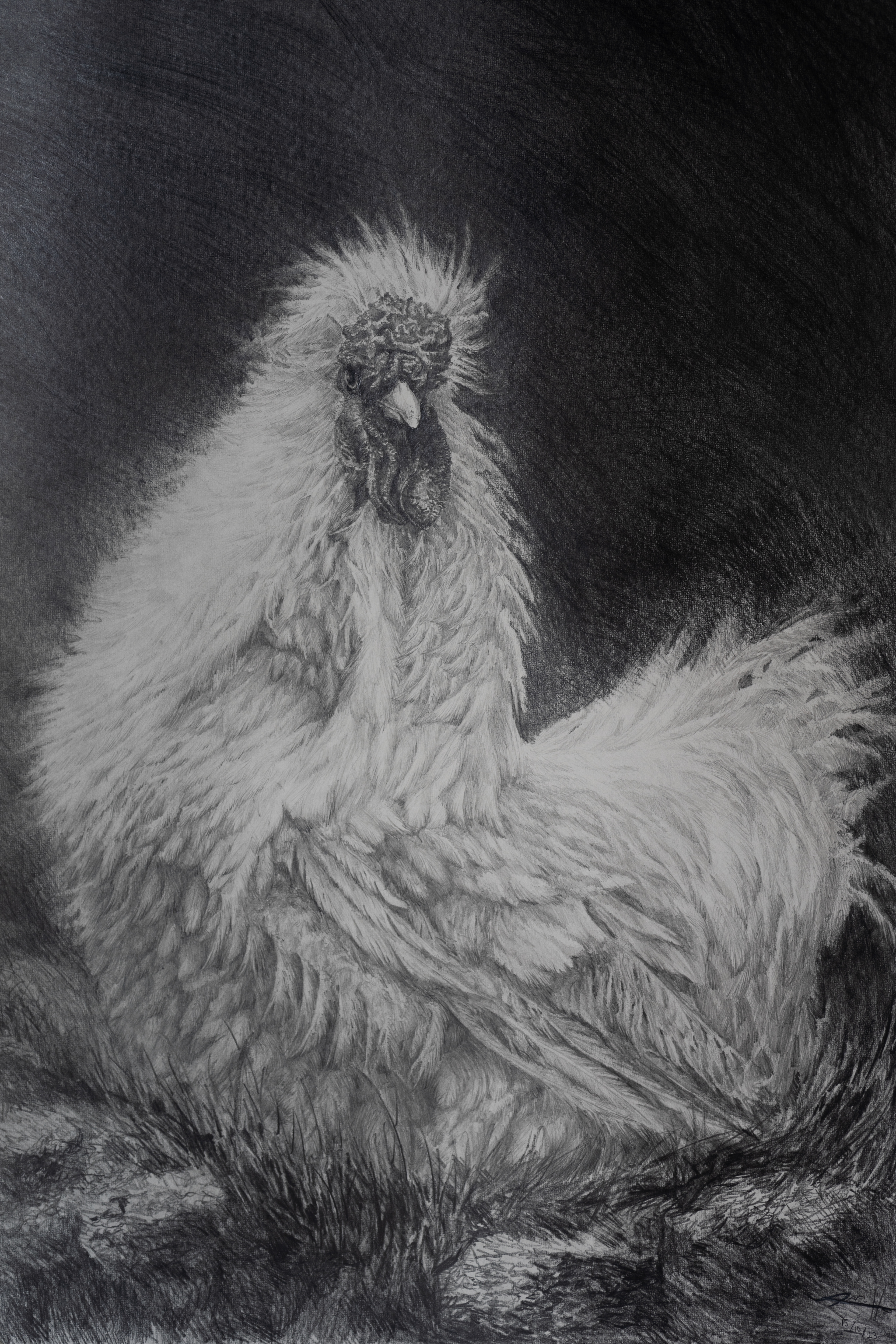 Silkie of Cornwall | Graphite on Paper (Framed) | 840 x 650mm | $2500