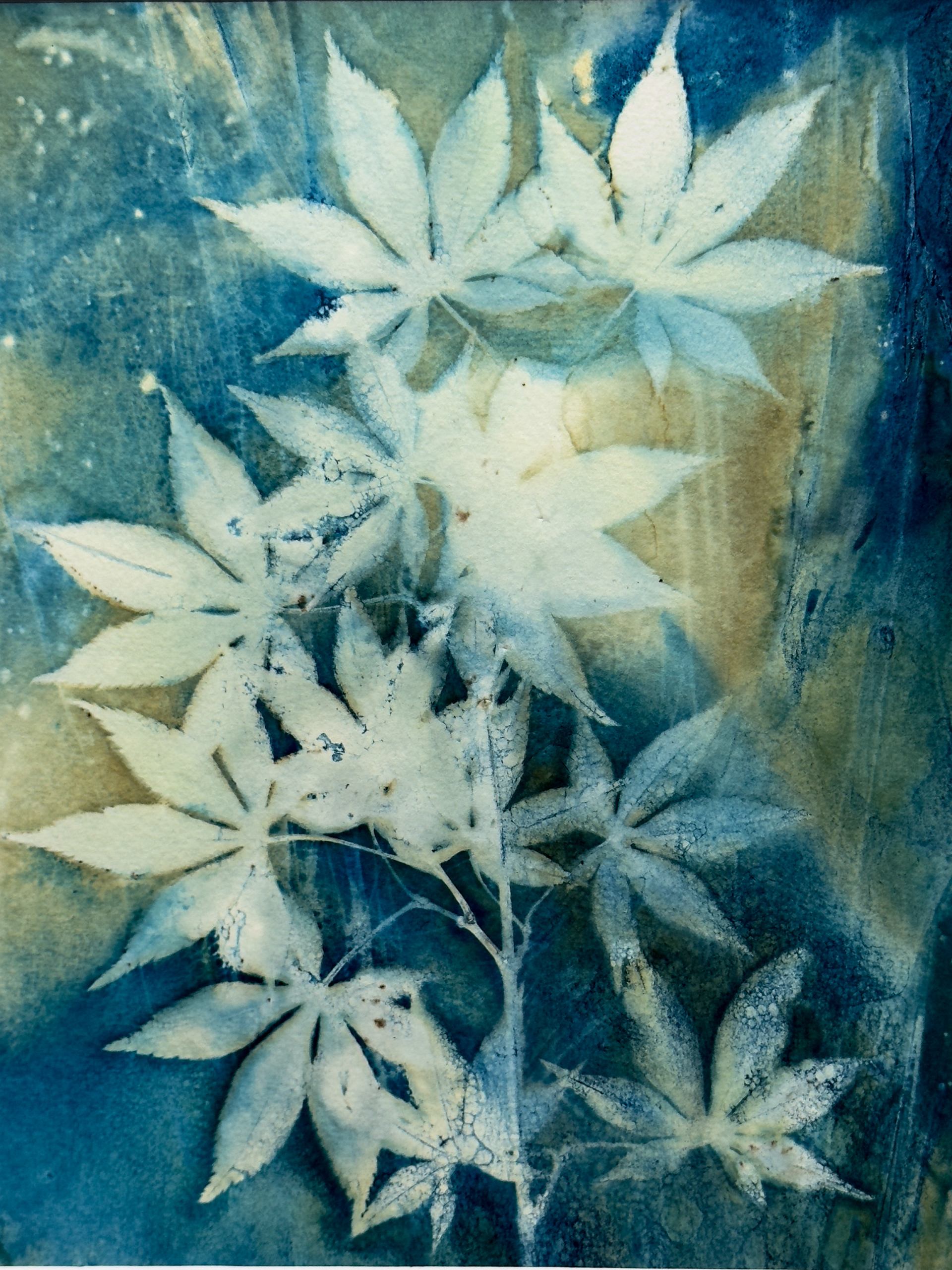 Acer Leaves 1 Cyanotype