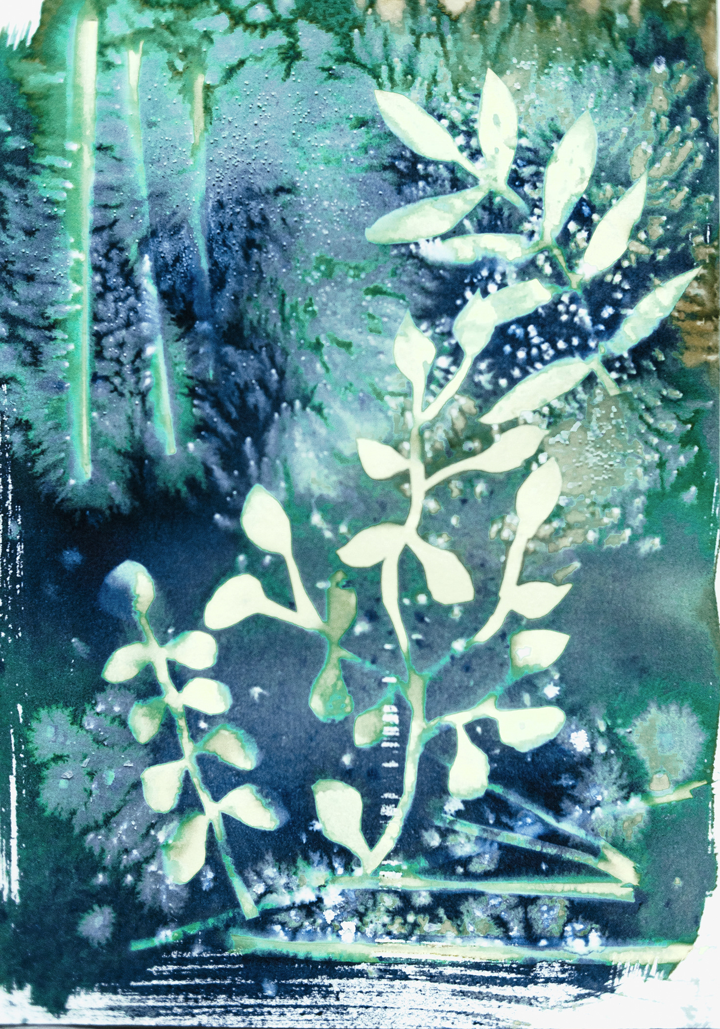 The Vine Cyanotype