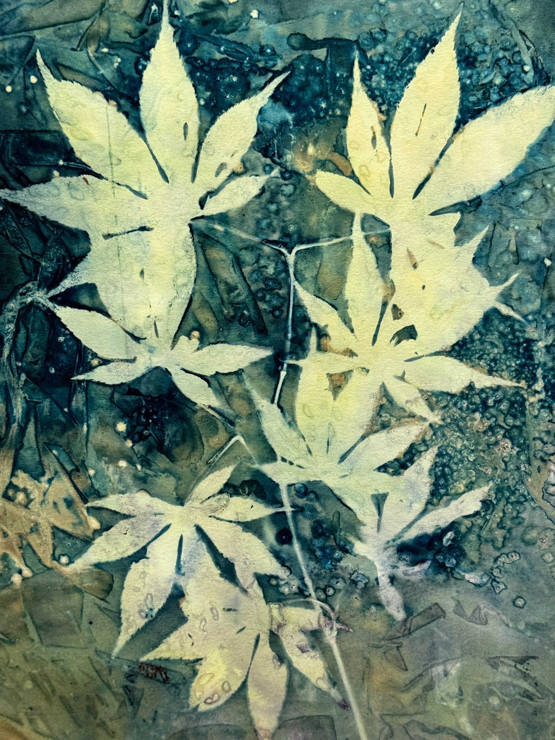 Acer Leaves Cyanotype 2