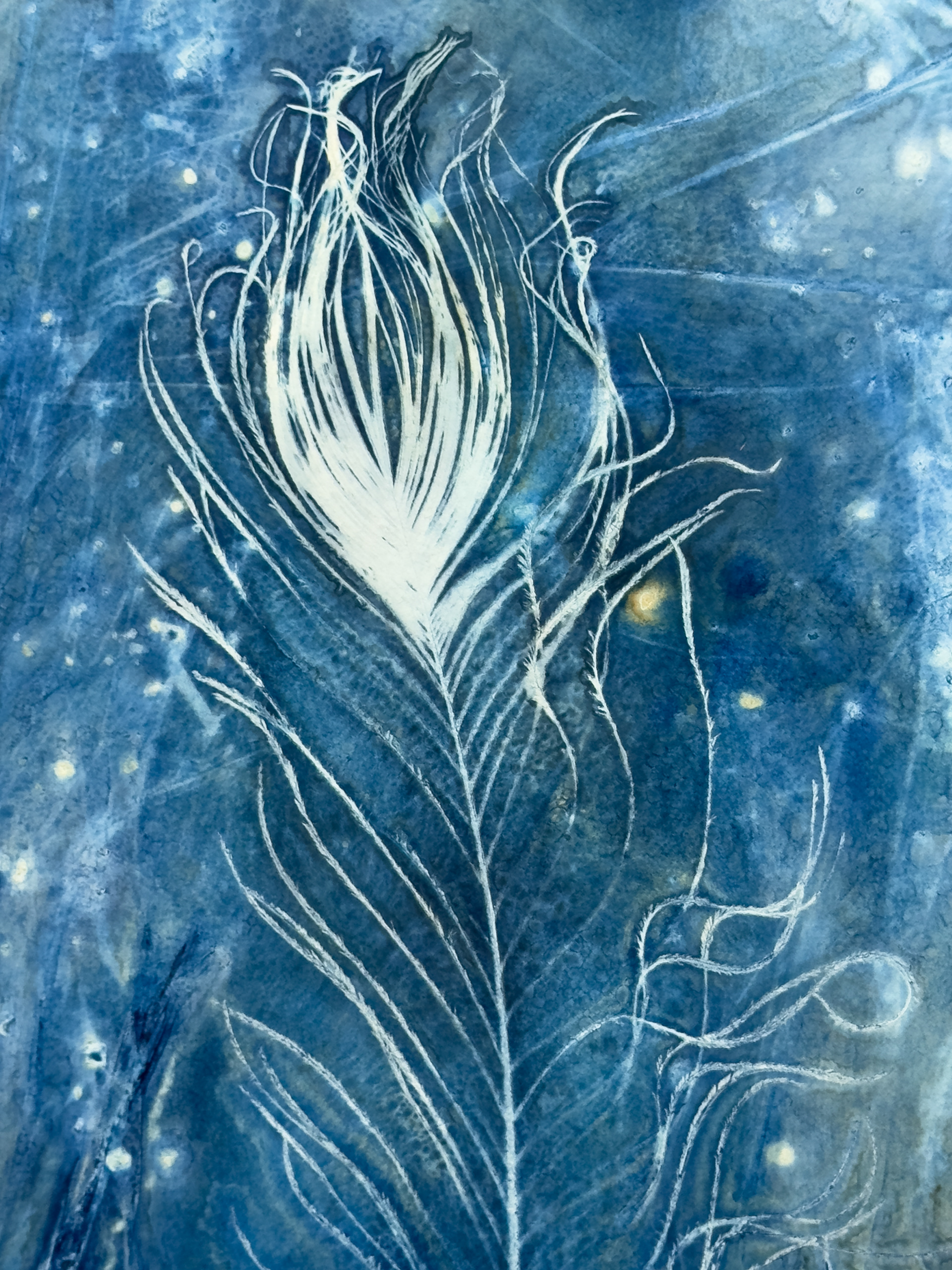 Peacock Feather 1 Cyanotype