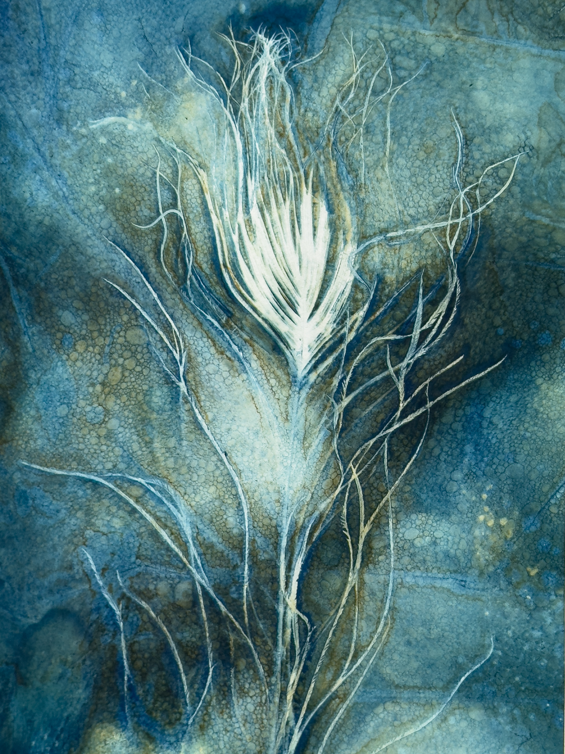 Peacock Feather 2 Cyanotype