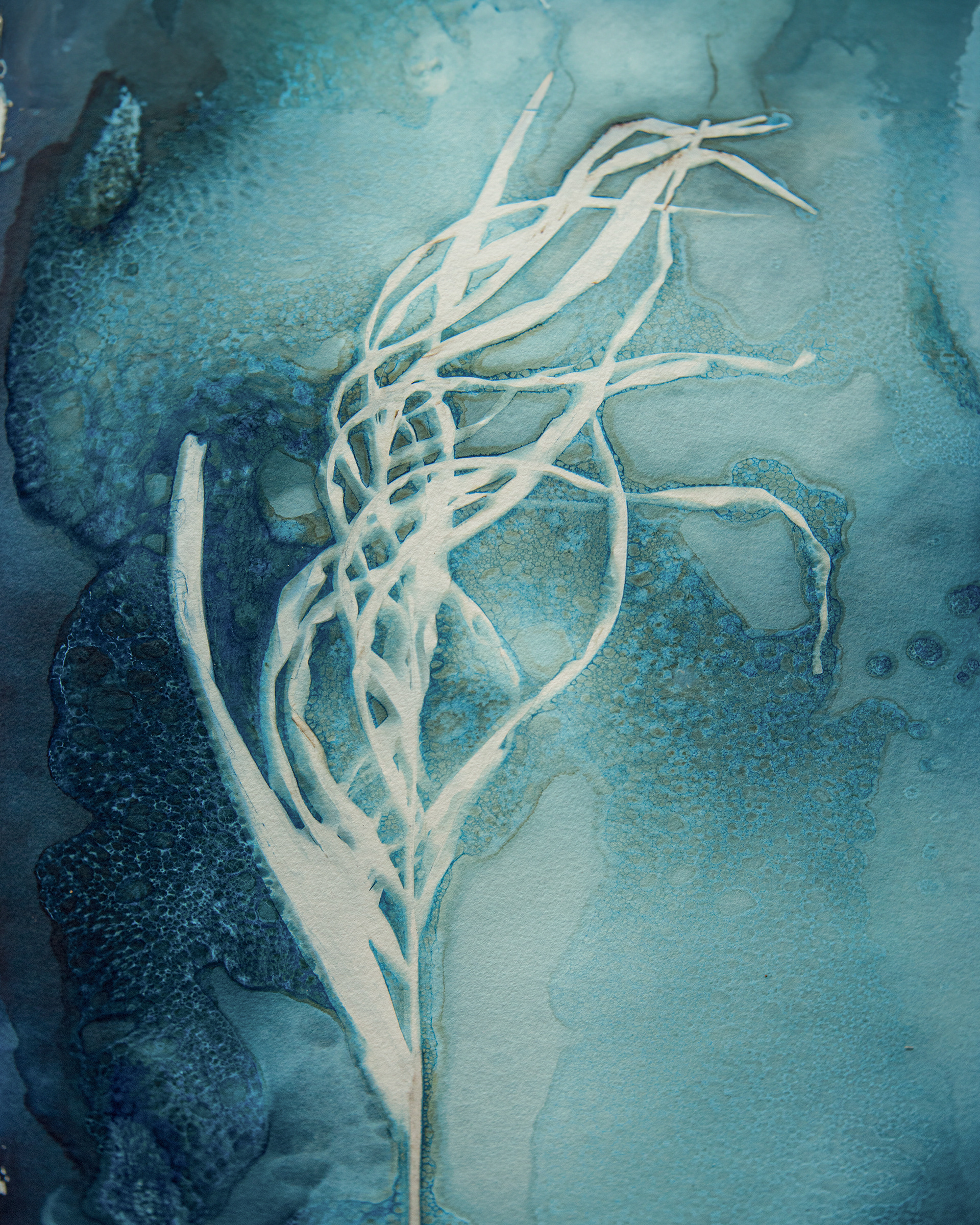 Dried Grasses L Cyanotype