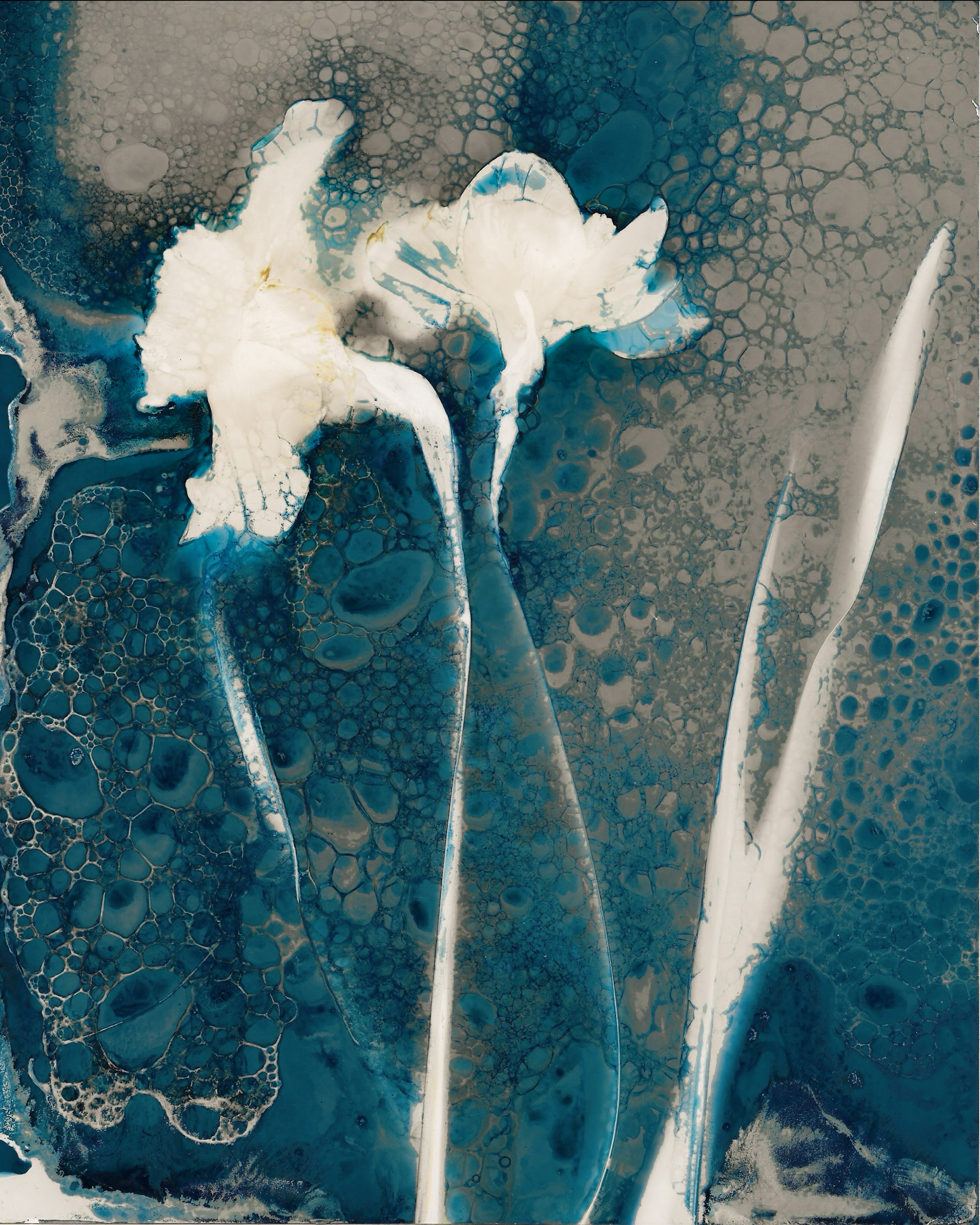 Daffodils Cyanotype