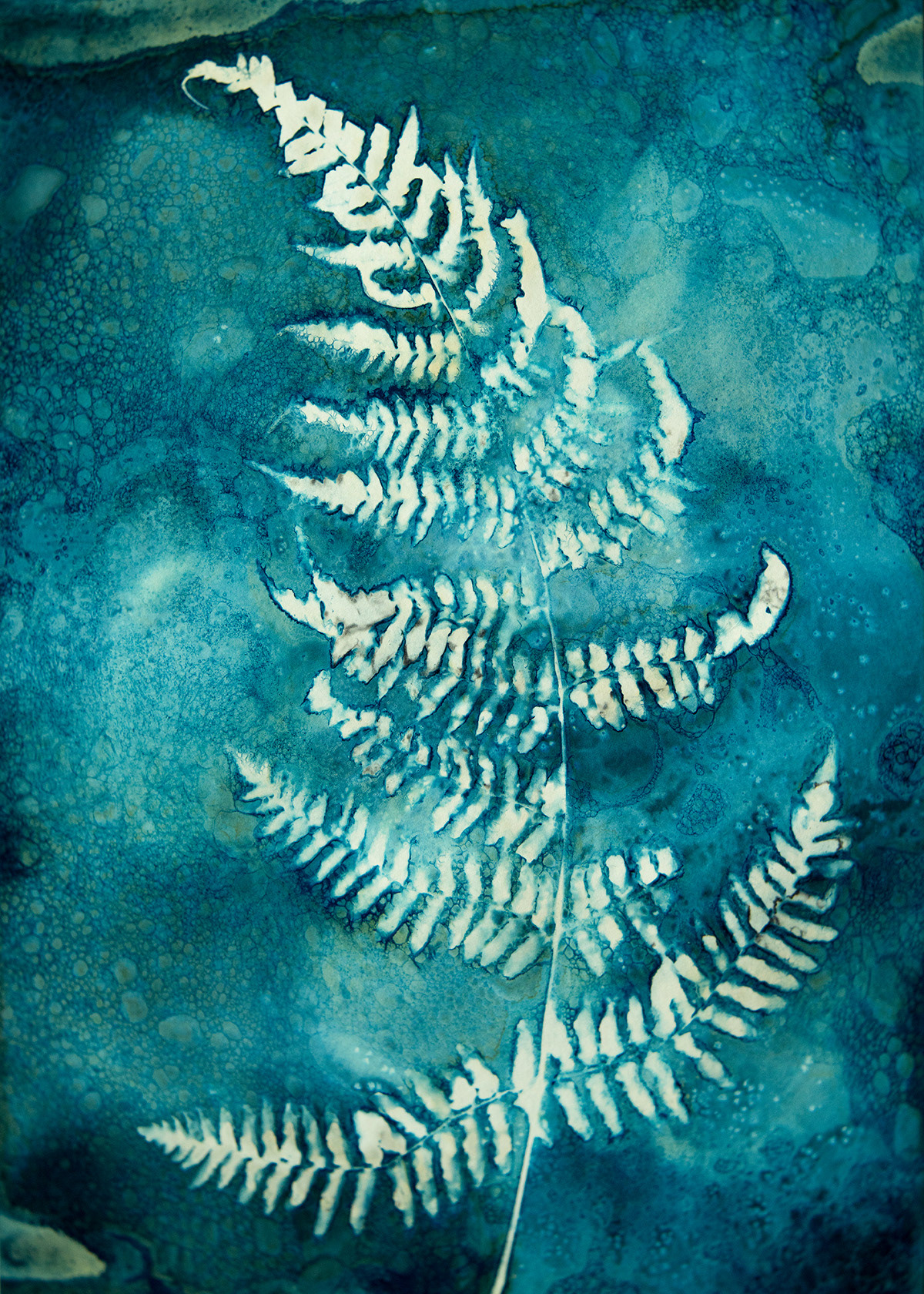 Fern 1 Cyanotype