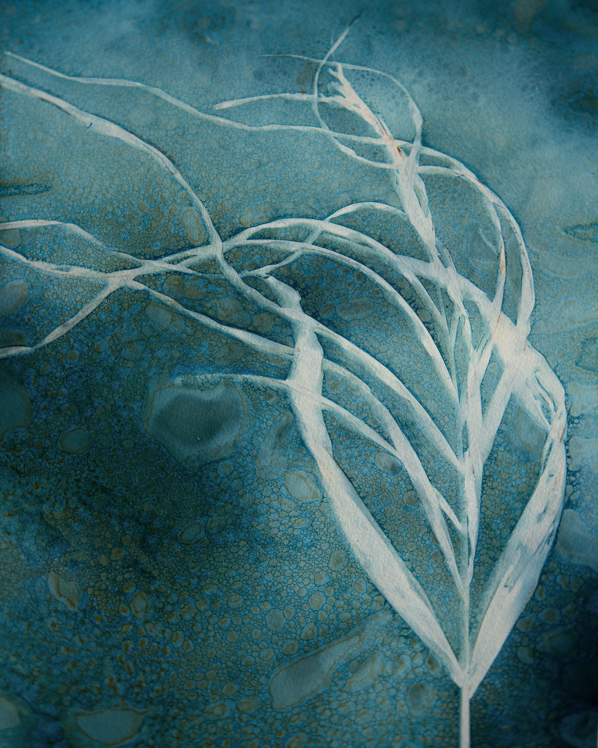 Dried Grasses R Cyanotype