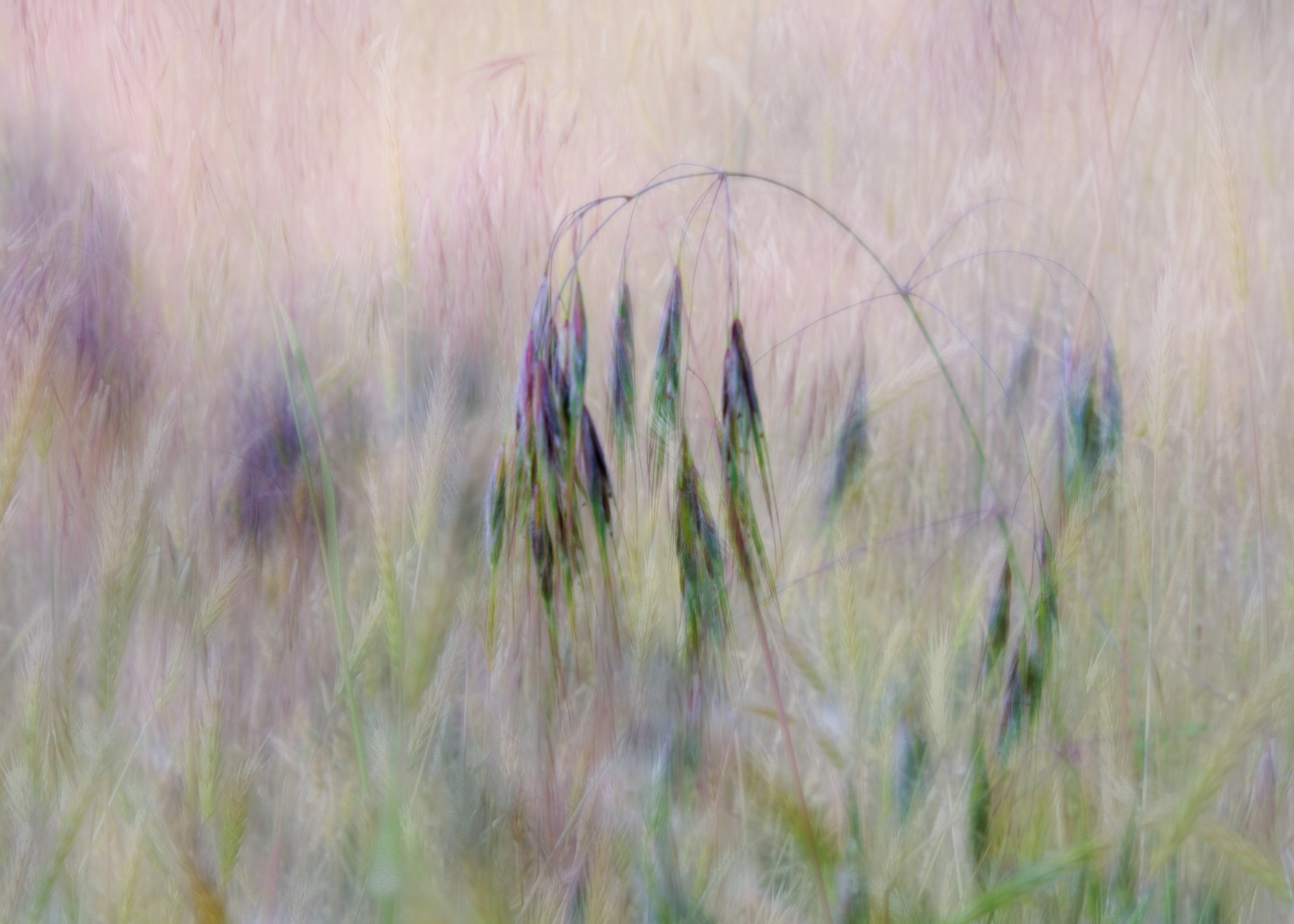Roadside Grasses