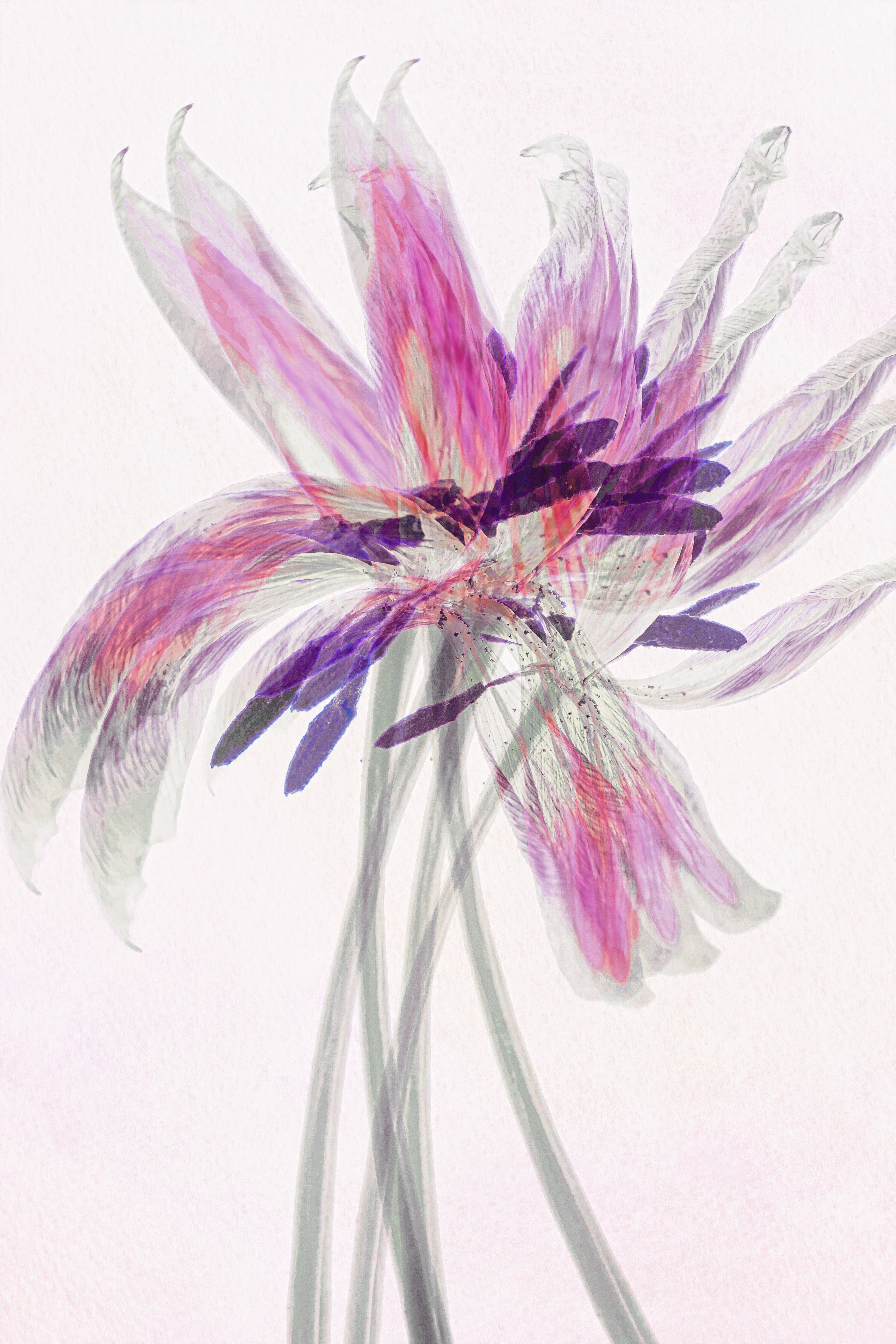 Fading Grace Mult Exp