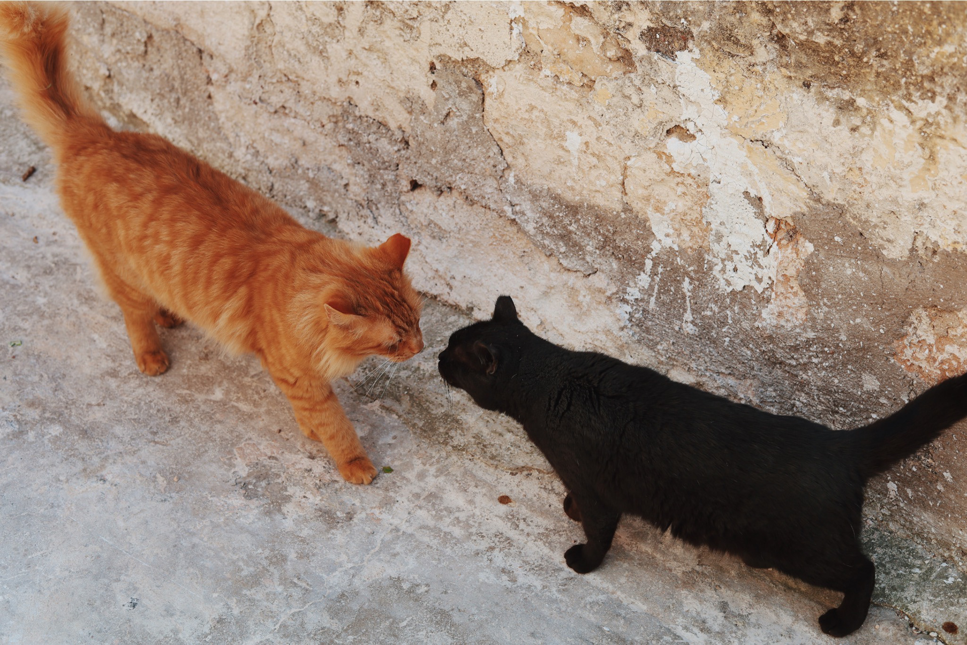 Aegina, Greece - 2024