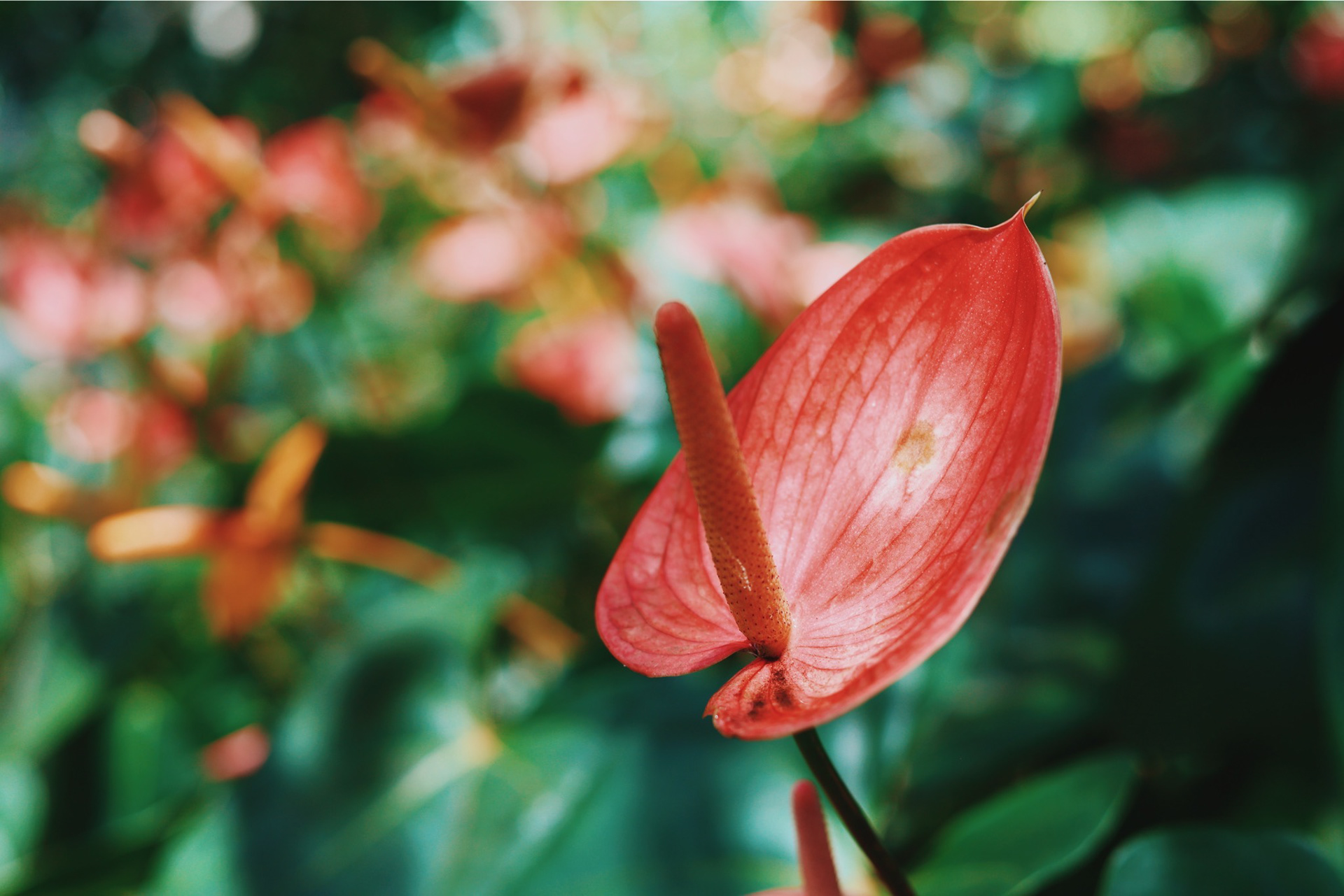 San Salvador, El Salvador - 2024