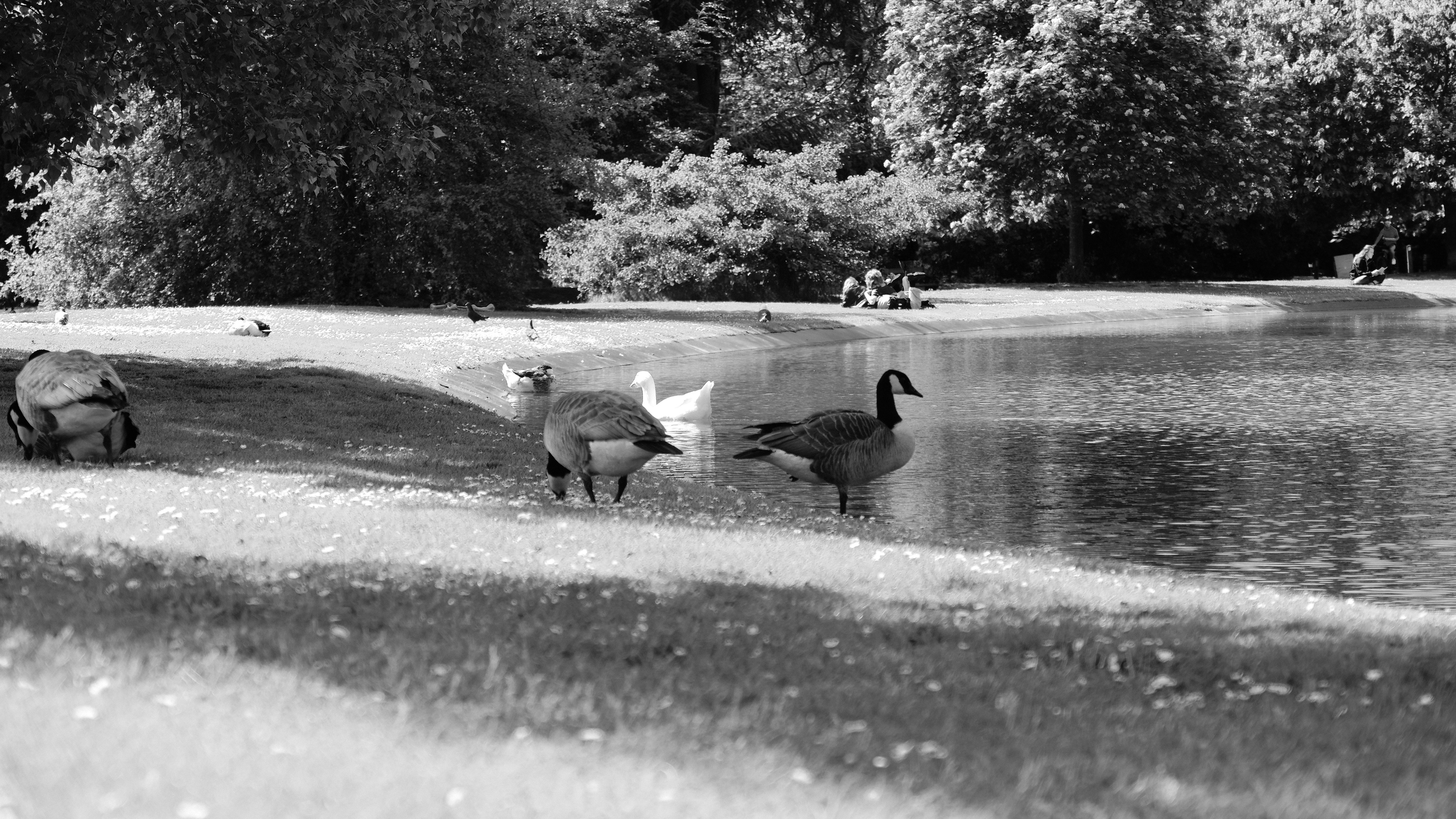 Wildlife at the Citadel Park