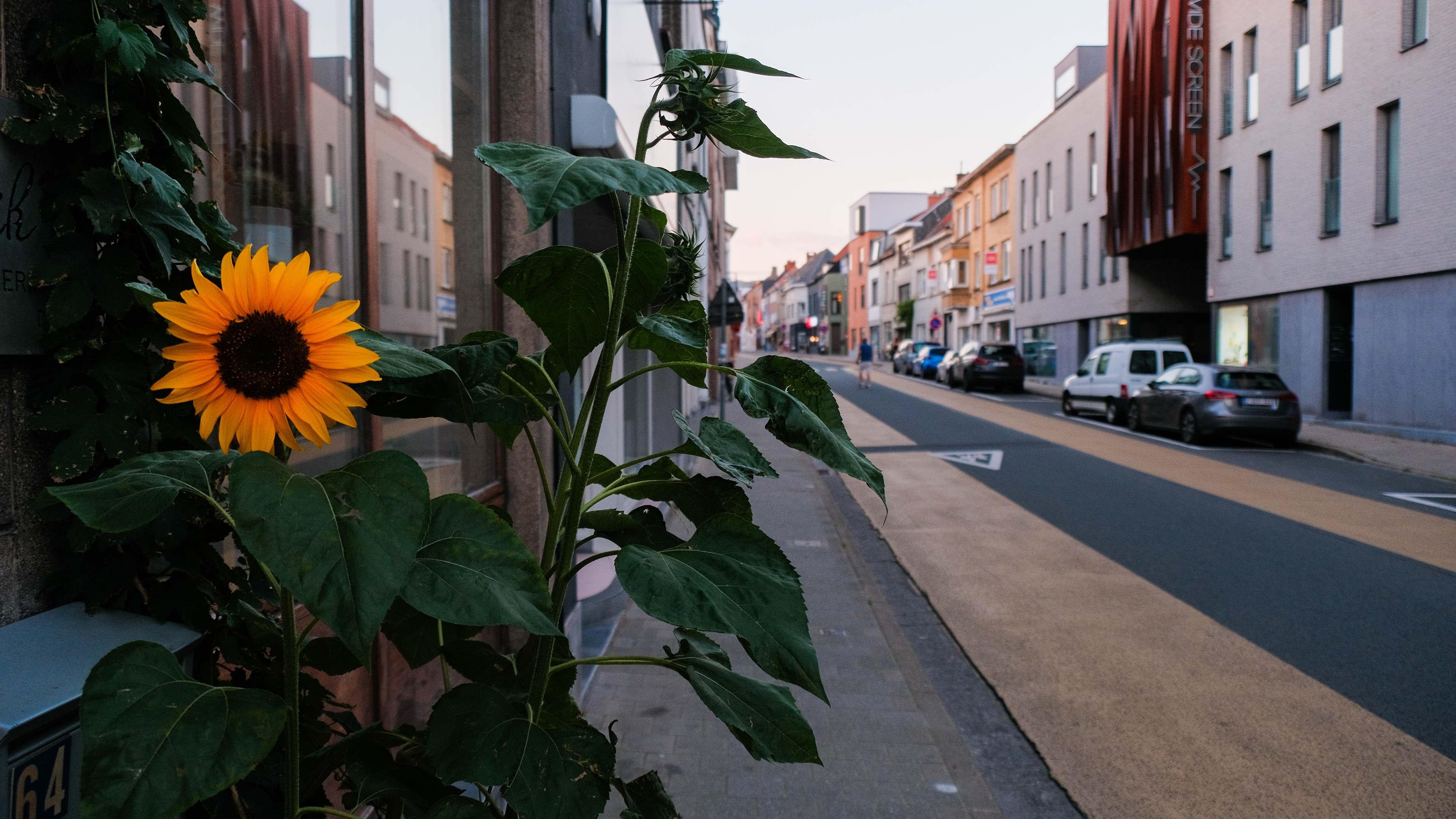 Sunflower in Ghent