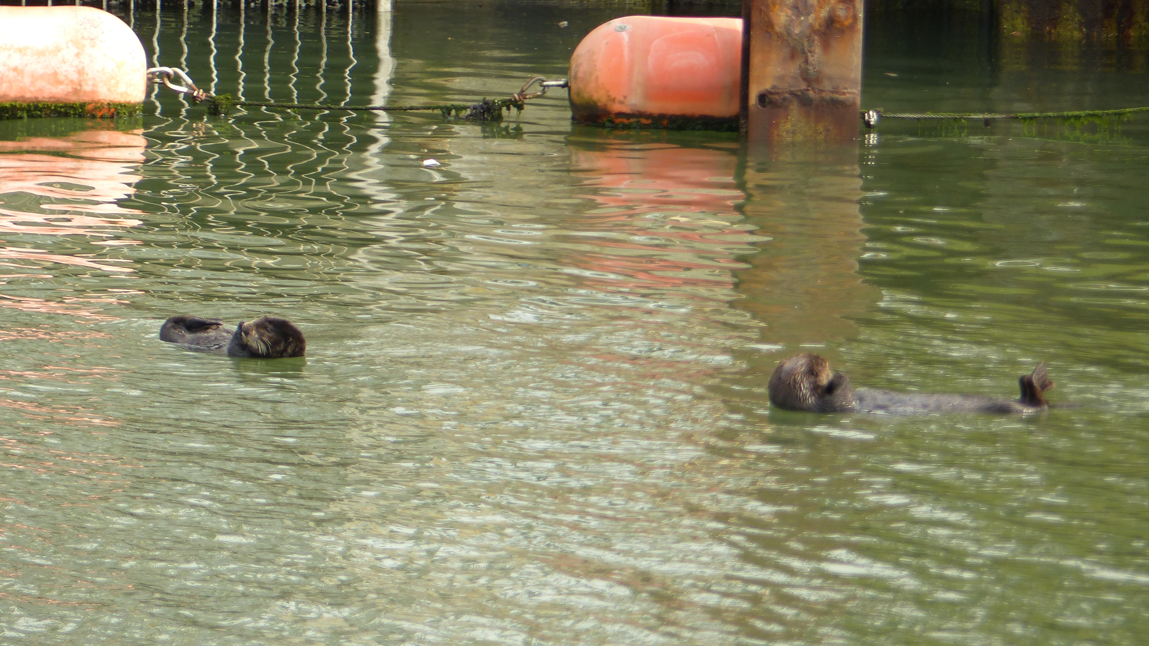 Moss Landing Otters