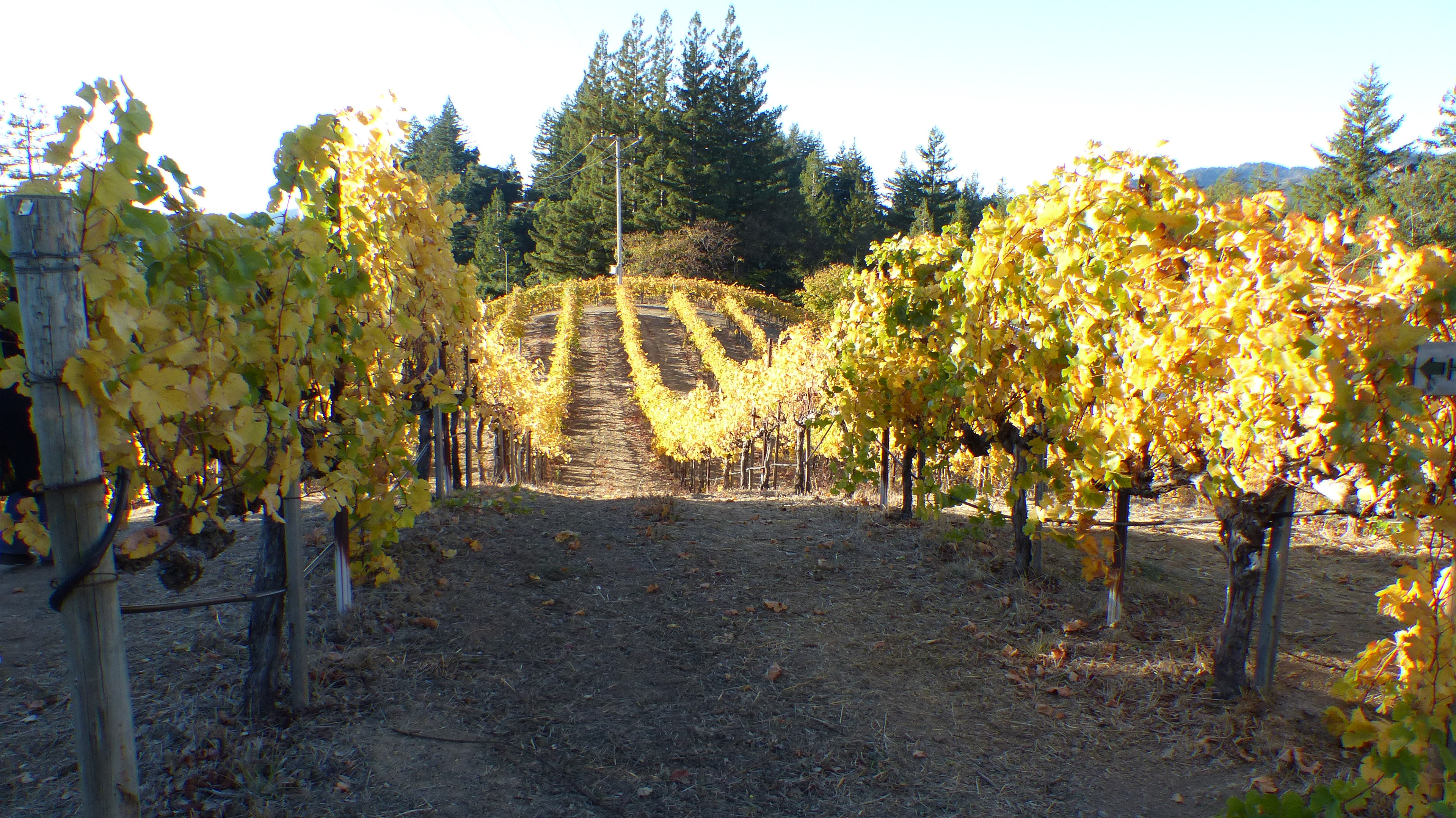 Byington Winery