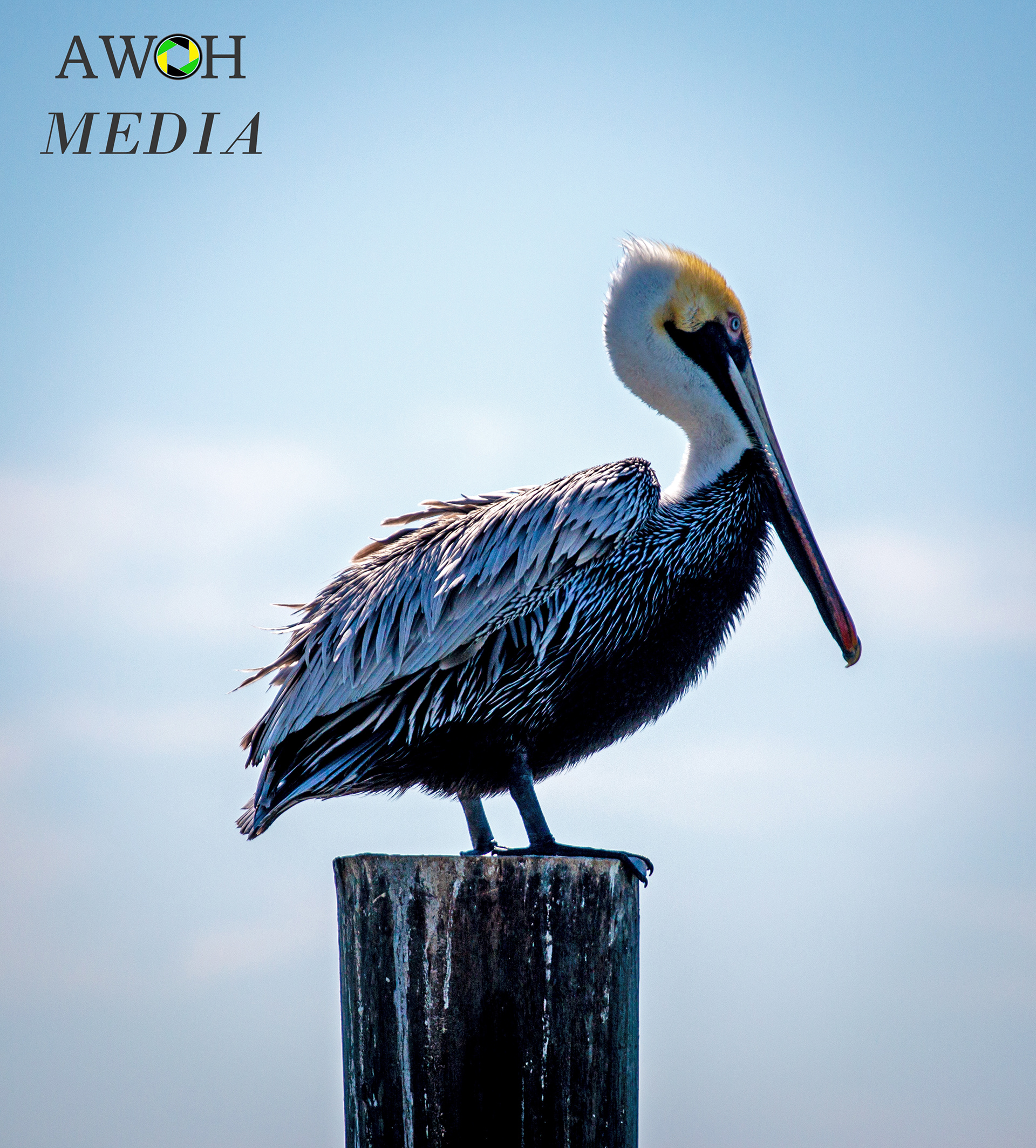Another fish bites the dust