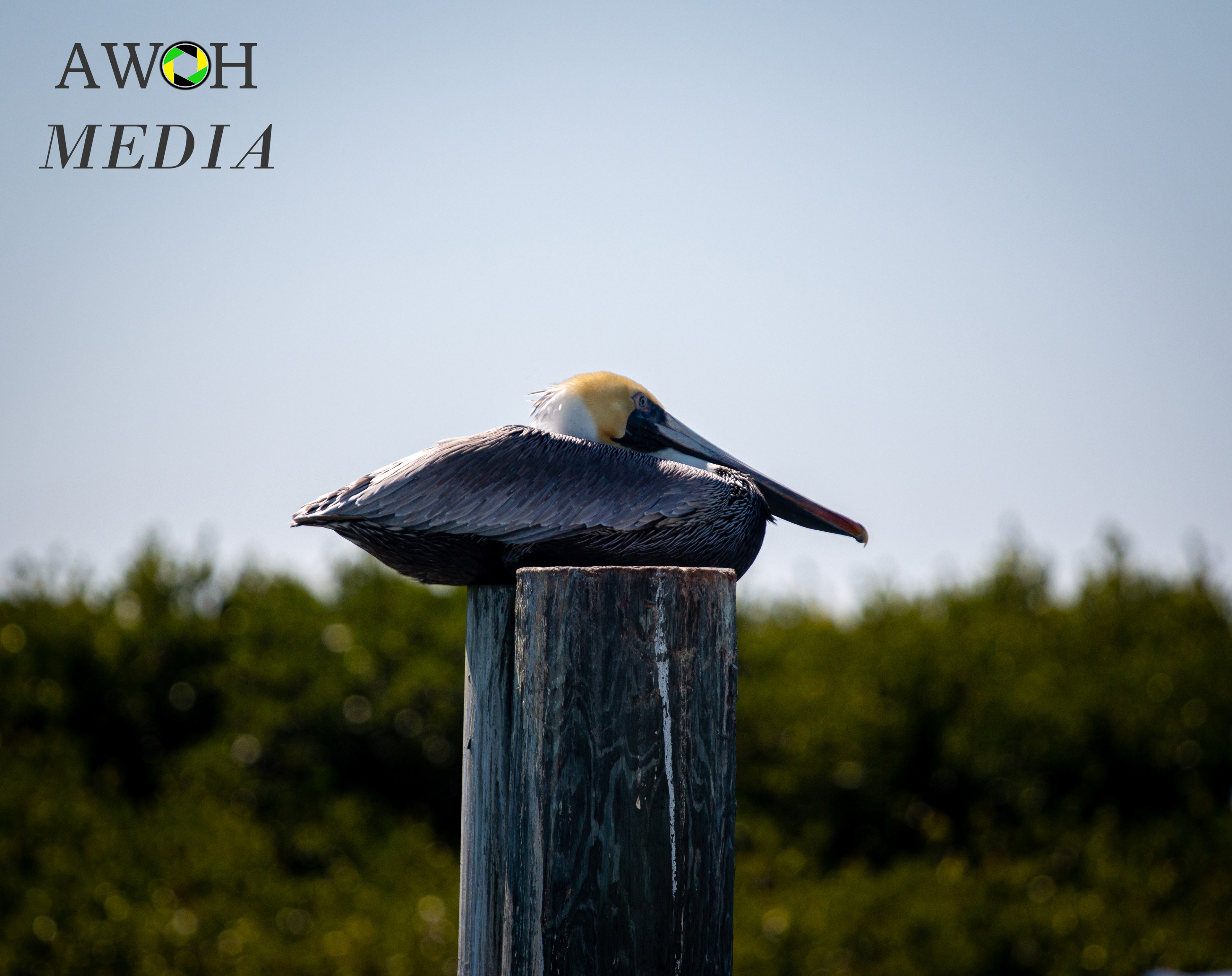 Brown pelican 